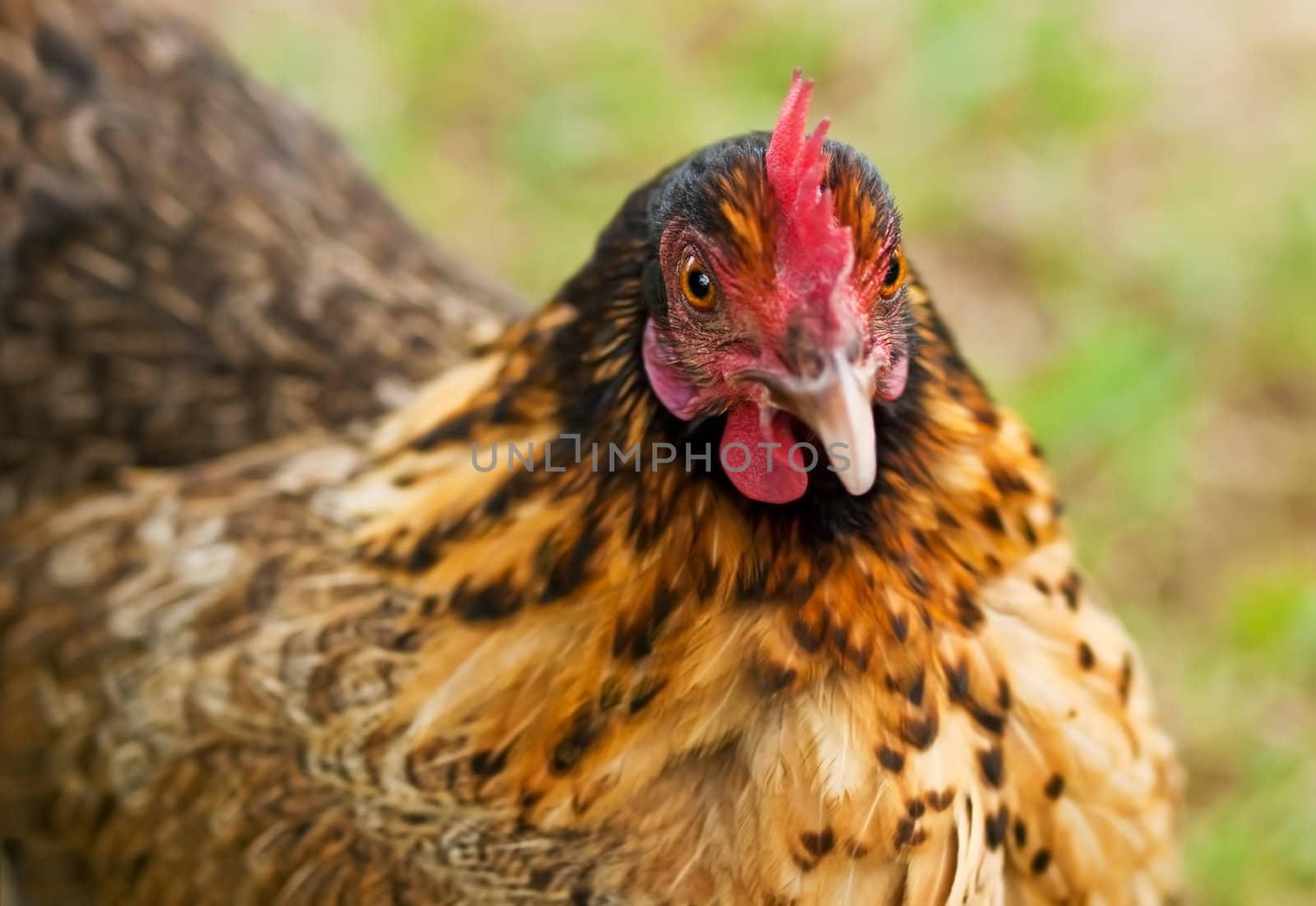  bantam hen backyard organic poultry by sherj