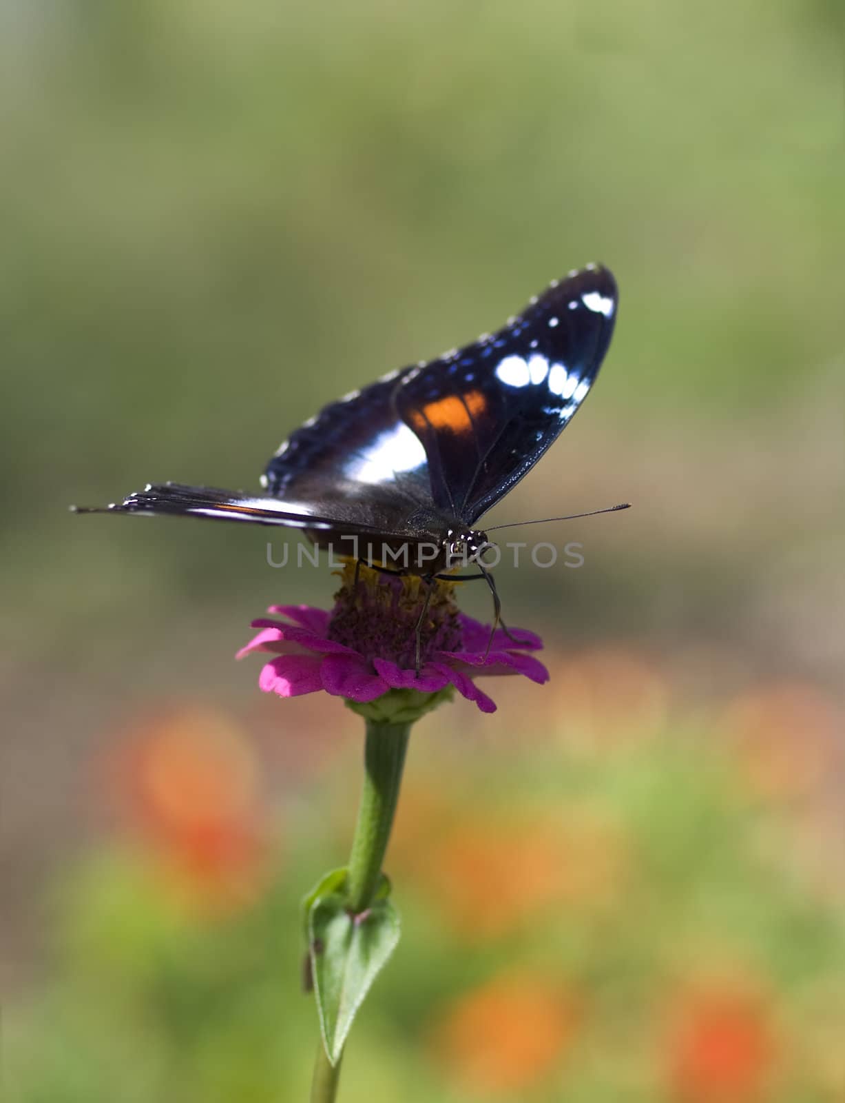 butterfly in color Hypolimnas bolina Common Eggfly female front by sherj