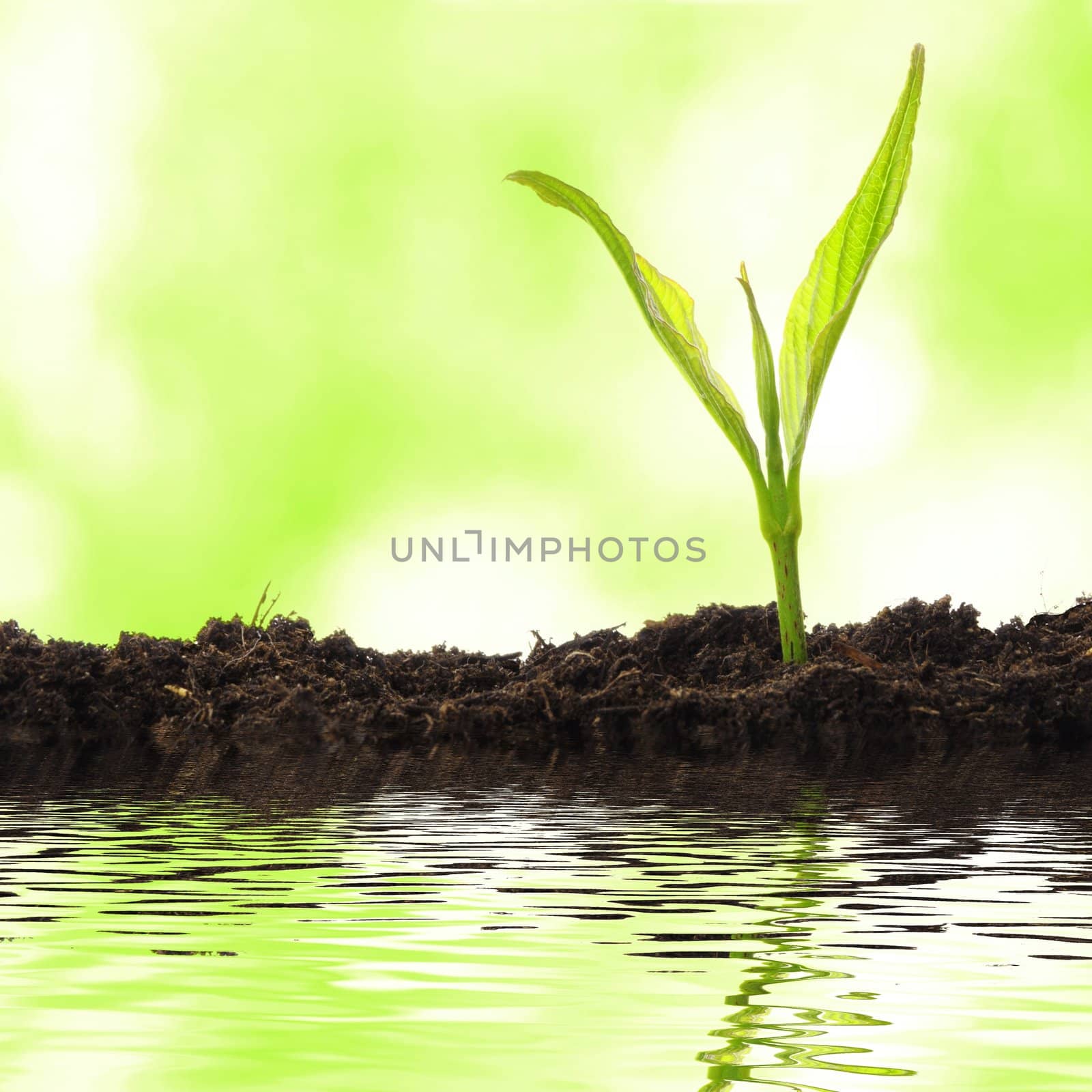 growth concept with small plant and water reflection