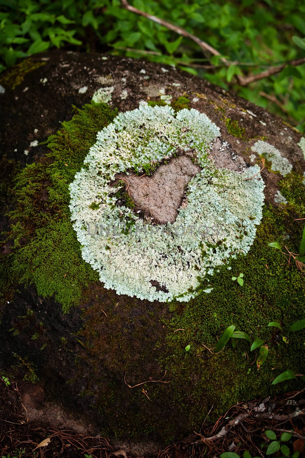 Lichen forming natural heart shape on rack on clud forest