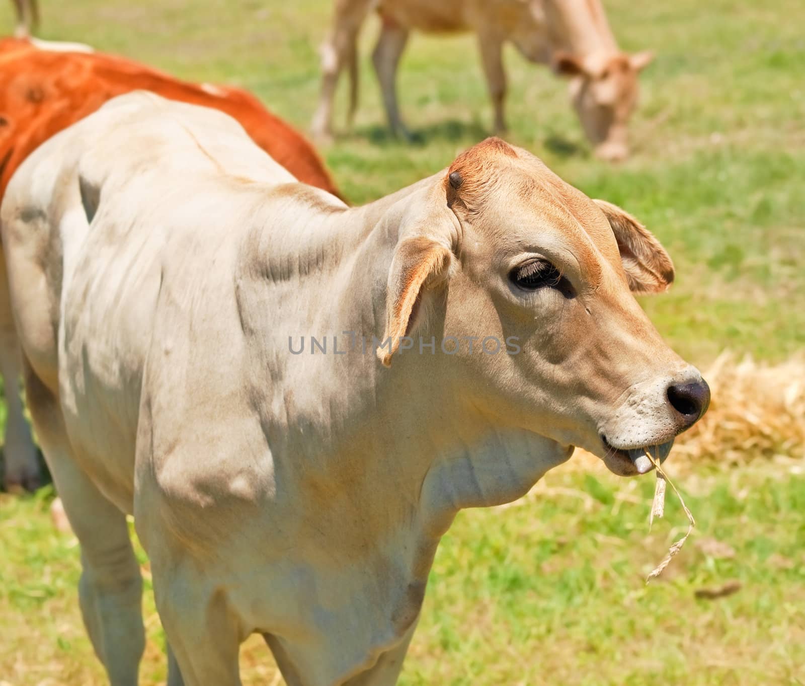 cow grazing by sherj