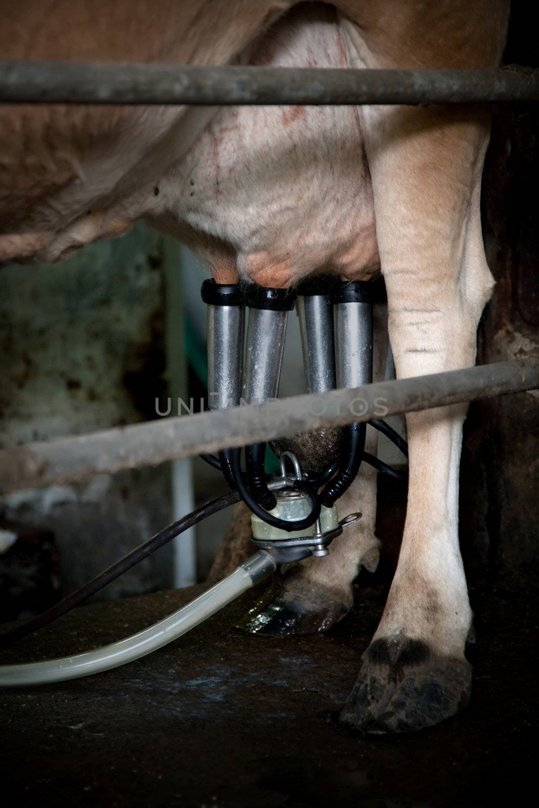 Milking machine drawing from udder on dairy cow in Costa Rica