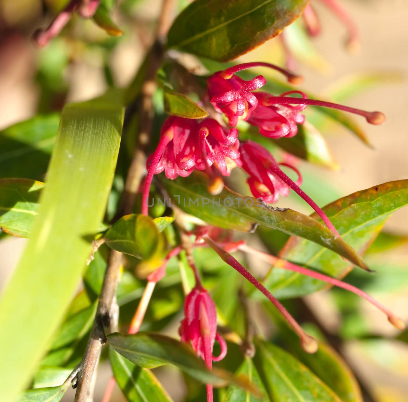 Grevillea splendour red spider flower of an  Australian native plant