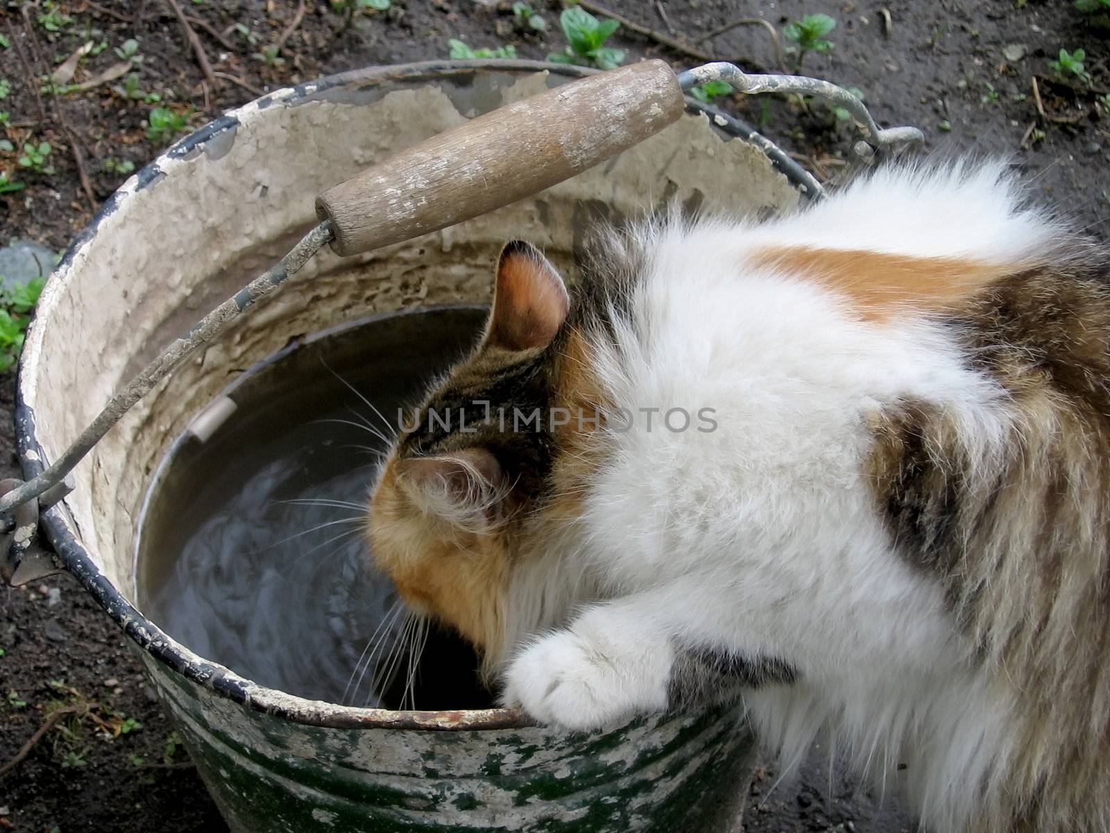 Cute cat drinks water from the bucket