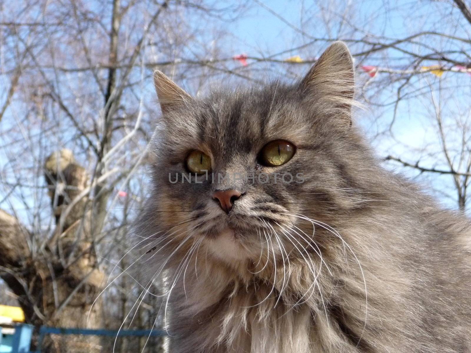 Fuzzy gray cat on a background of blue sky