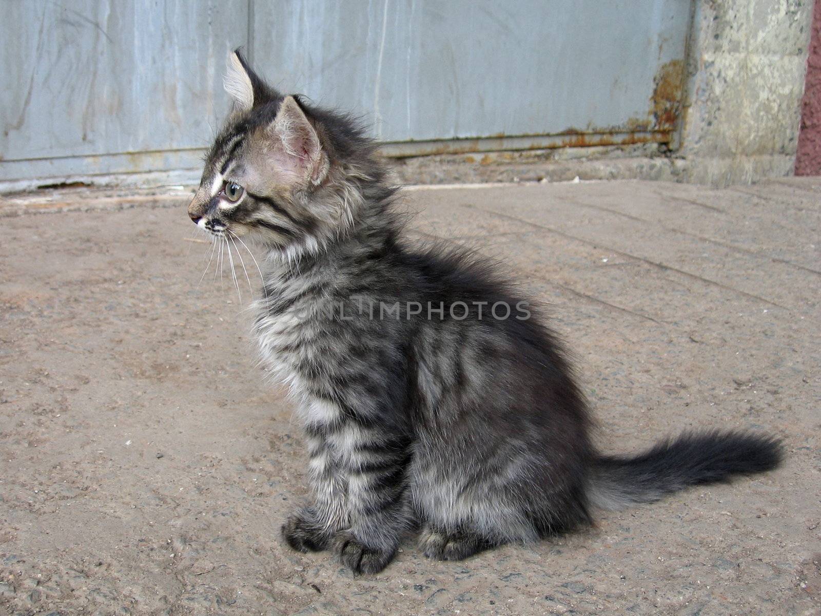 Little gray kitten sits on the asphalt 