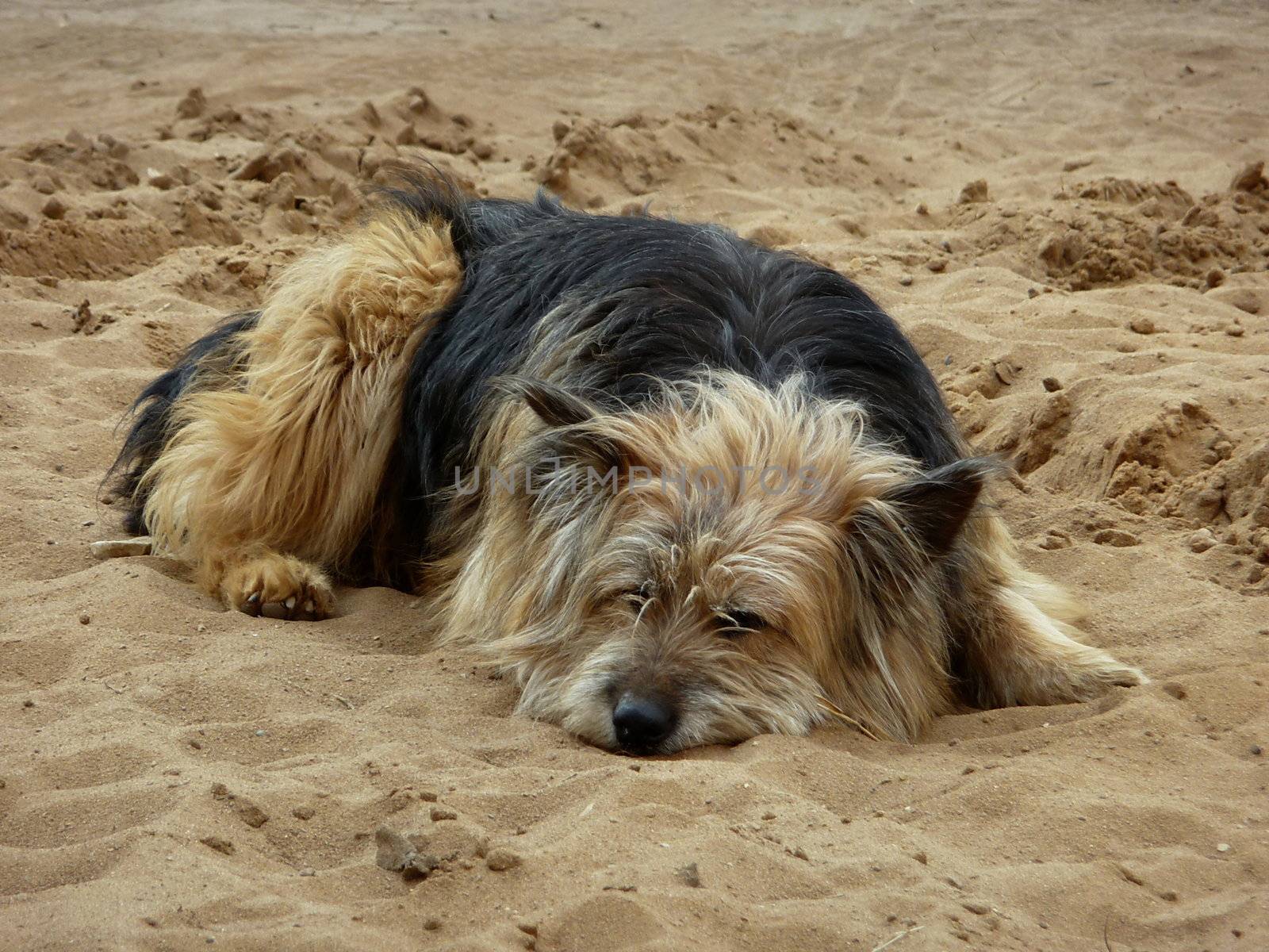 Lonely cute dog sleeps on a sand beach