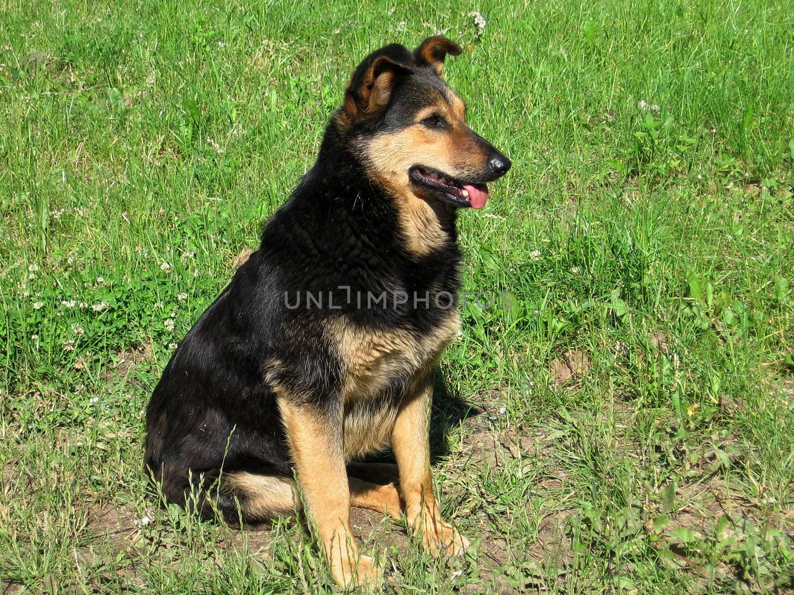 Black guarding dog on a lawn background