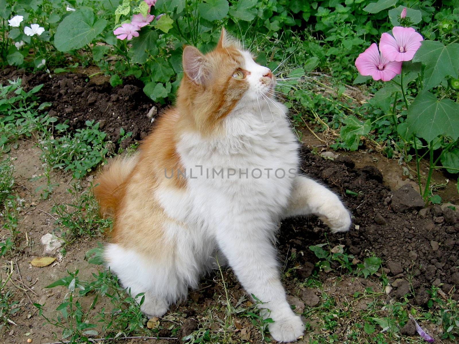 Pussy orange cat playing with flowers in garden