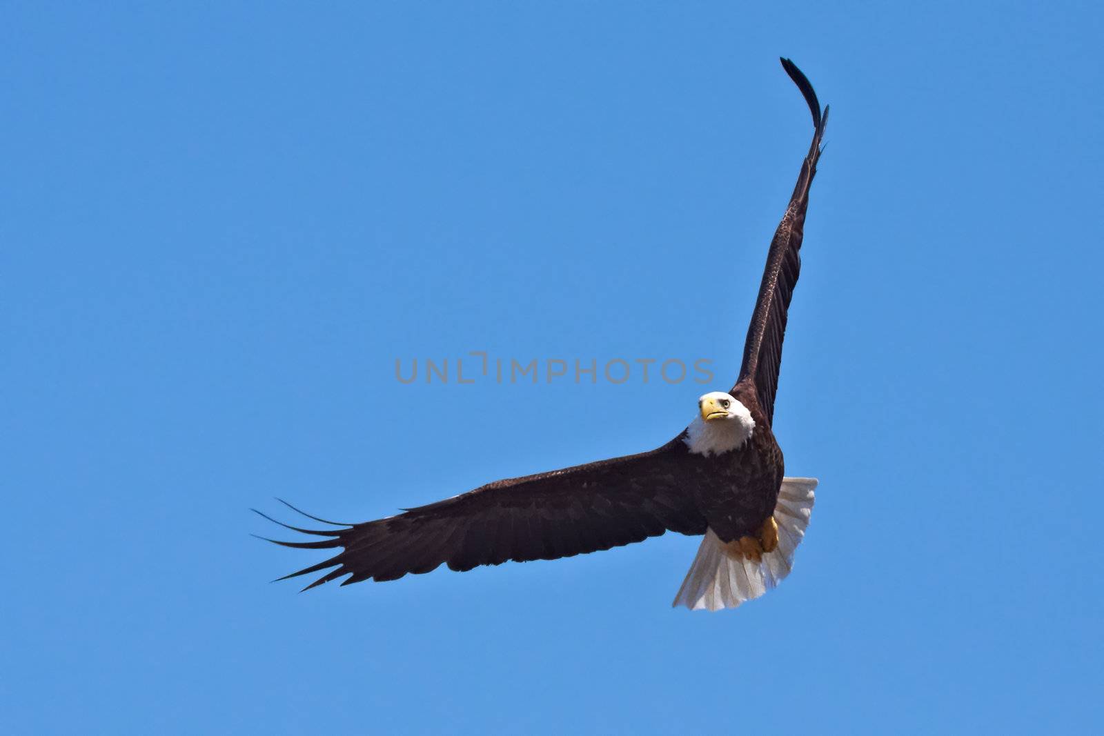 American Bald Eagle in Flight; Blue Sky on Background