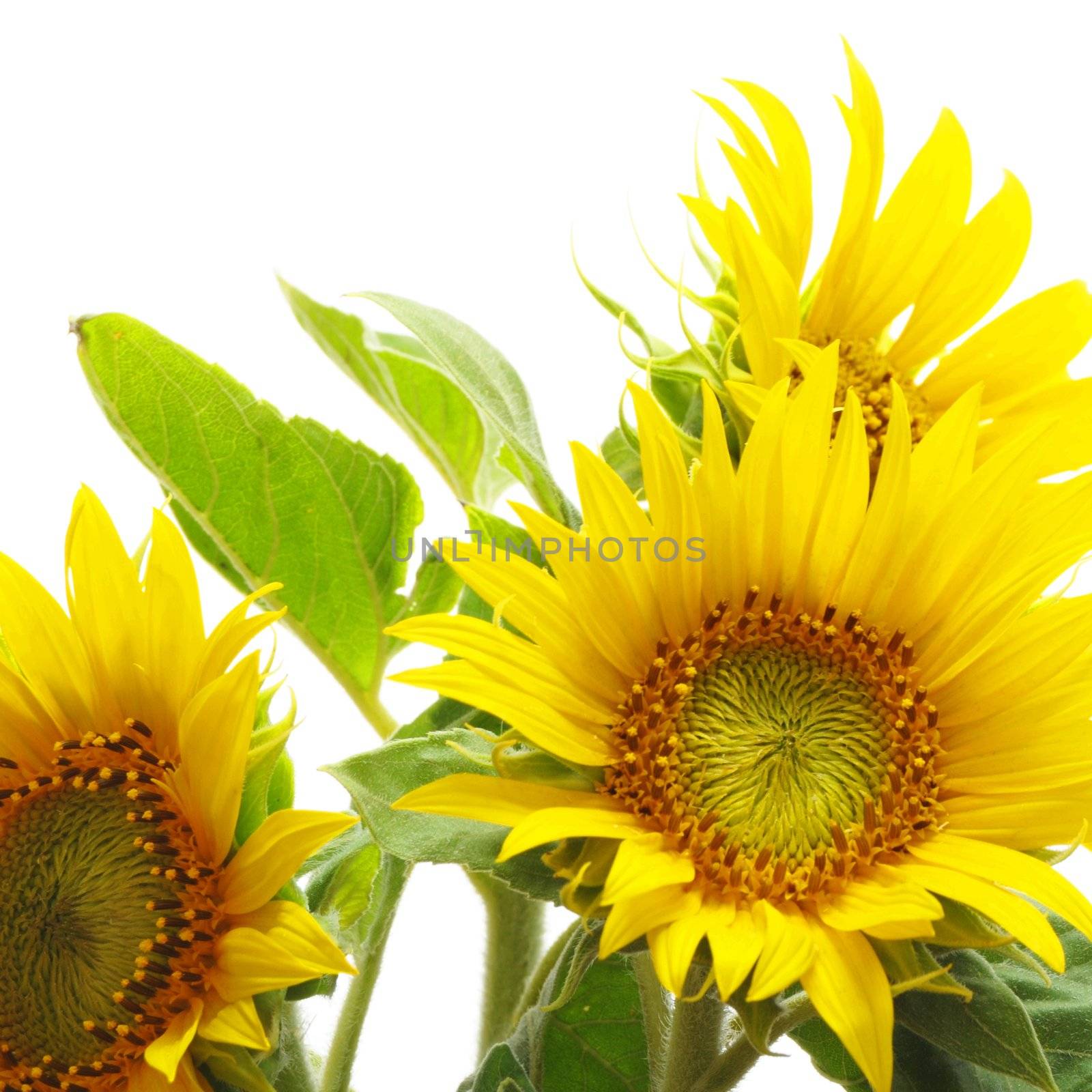 sunflower isolated on white background with copyspace