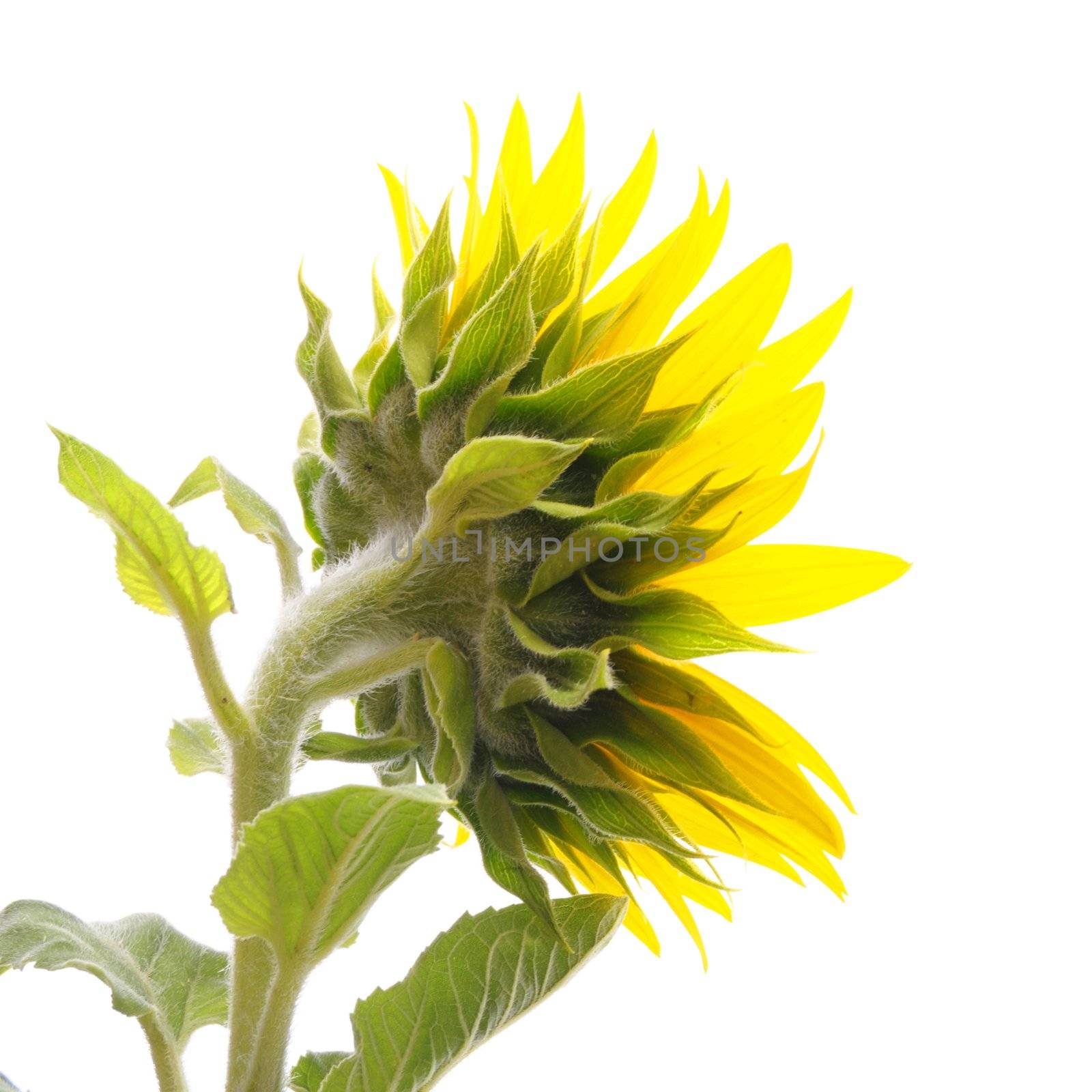 sunflower isolated on white background with copyspace