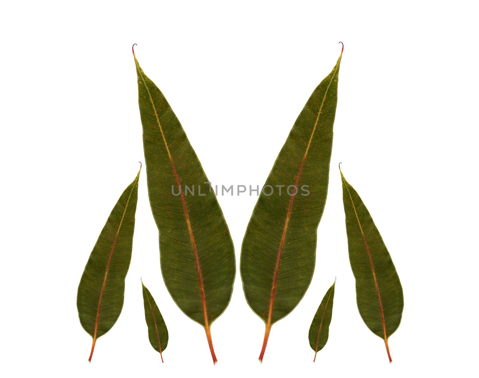 gum leaf border from eucalyptus phytocarpa summer red australian gum tree