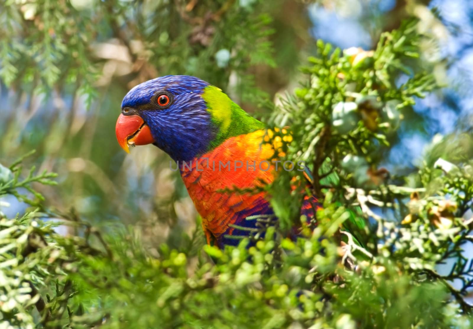 wild Rainbow Lorikeet Trichoglossus haematodus  a species of Australasian native parrot