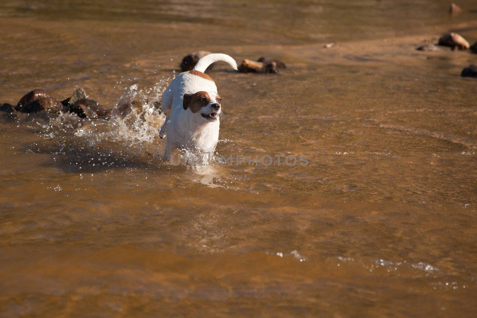 Playful Jack Russell Terrier Dog Playing in the Water.