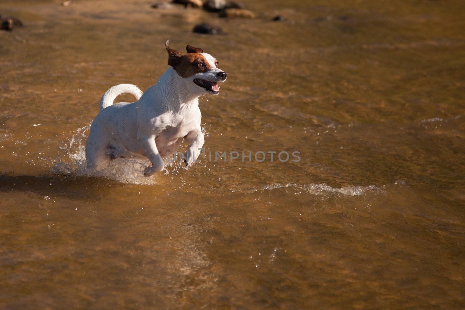 Playful Jack Russell Terrier Dog Playing in the Water.