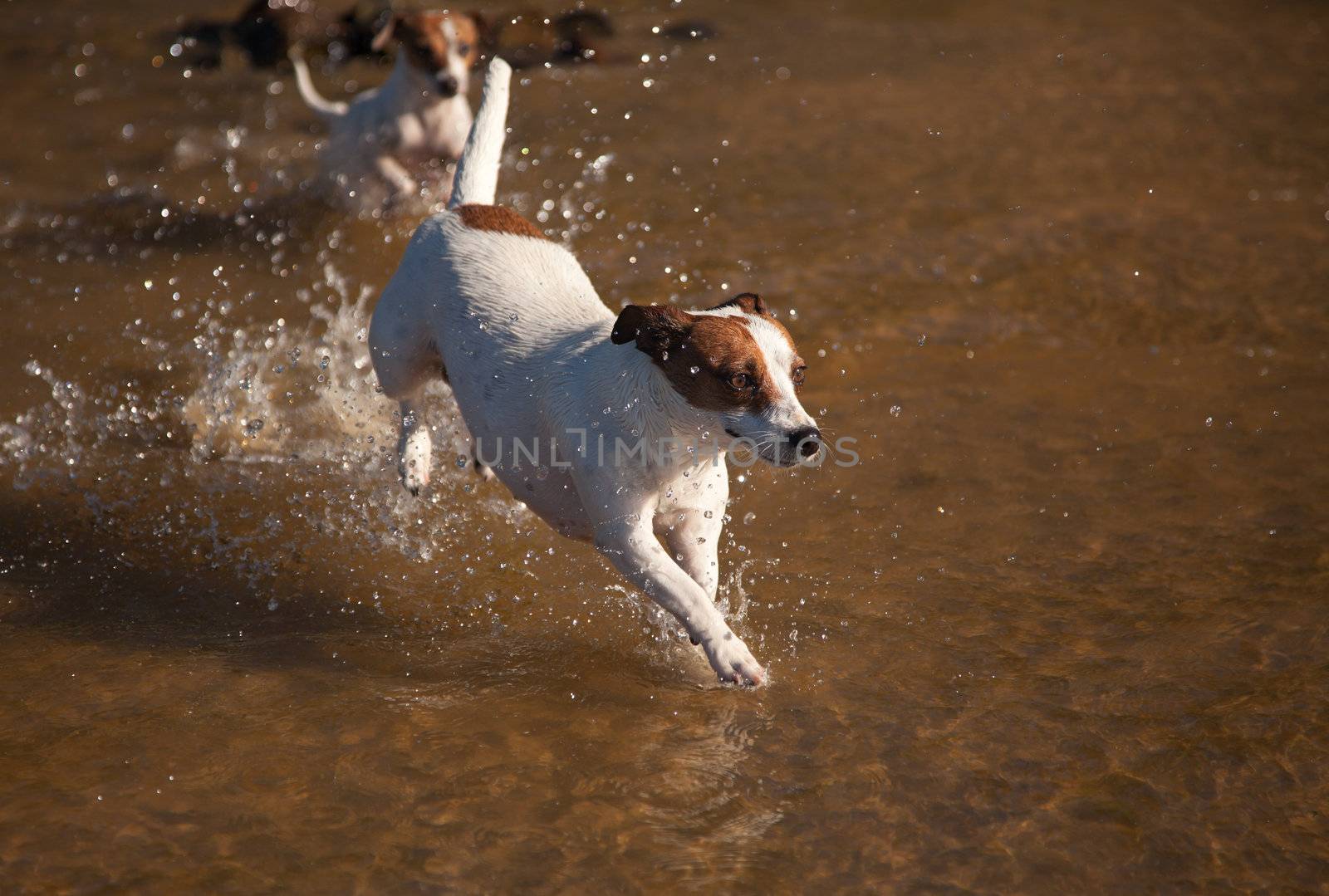Two Playful Jack Russell Terrier Dogs Playing in the Water.