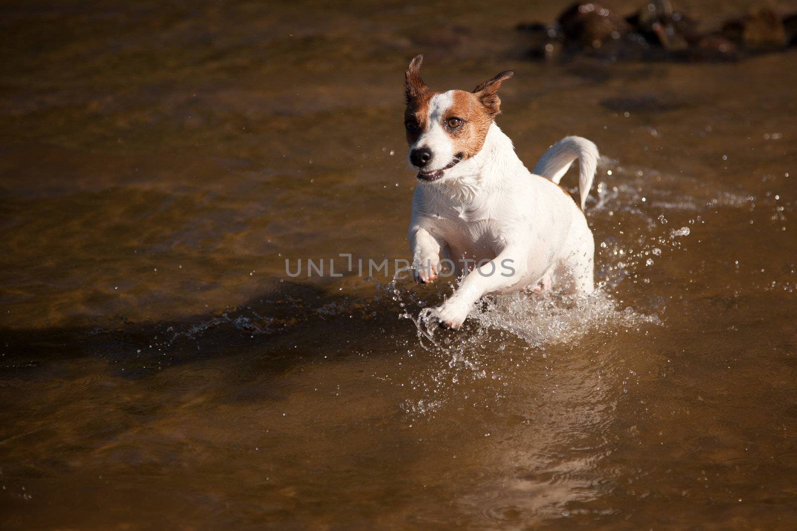 Playful Jack Russell Terrier Dog Playing in the Water.