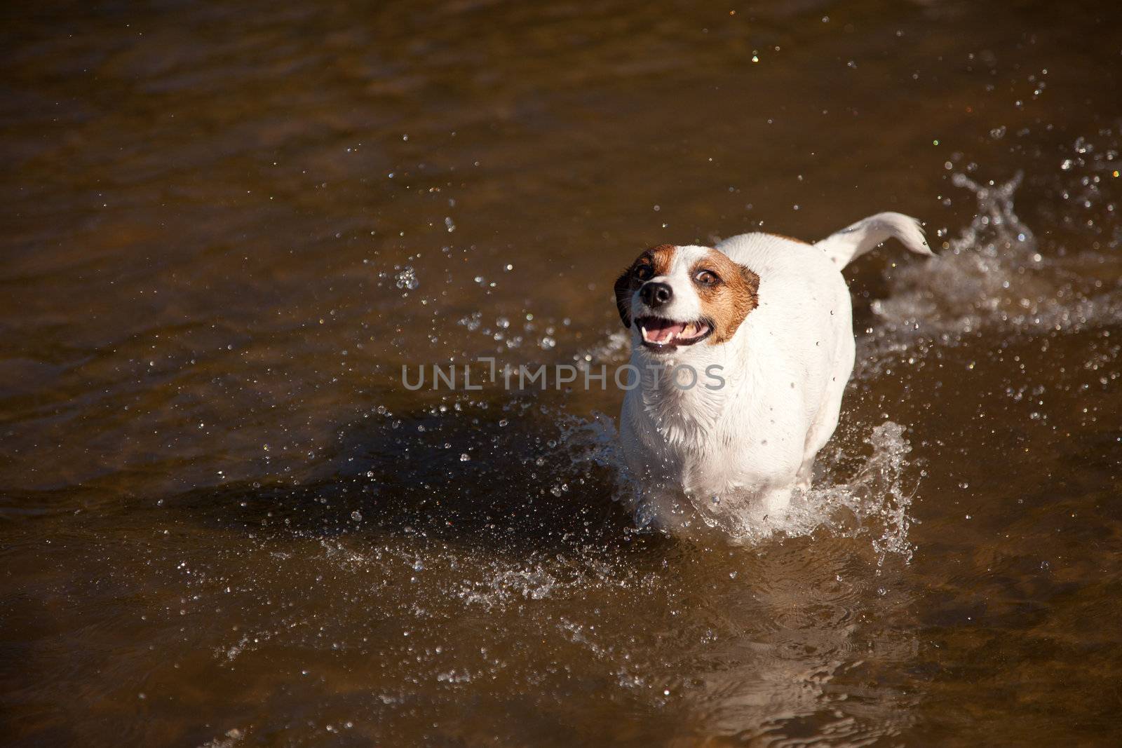 Playful Jack Russell Terrier Dog Playing in the Water.