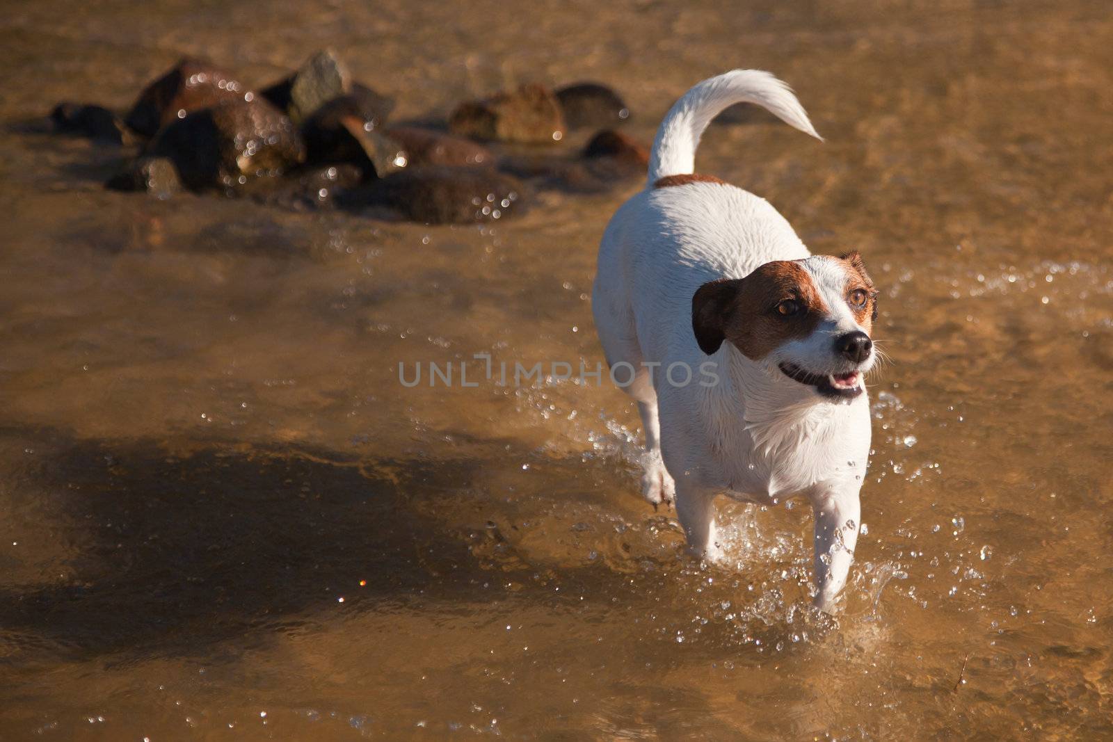 Playful Jack Russell Terrier Dog Playing in the Water.