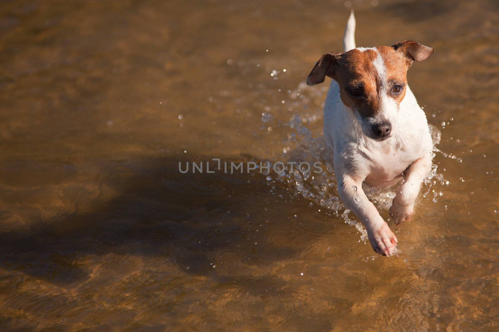 Playful Jack Russell Terrier Dog Playing in the Water.