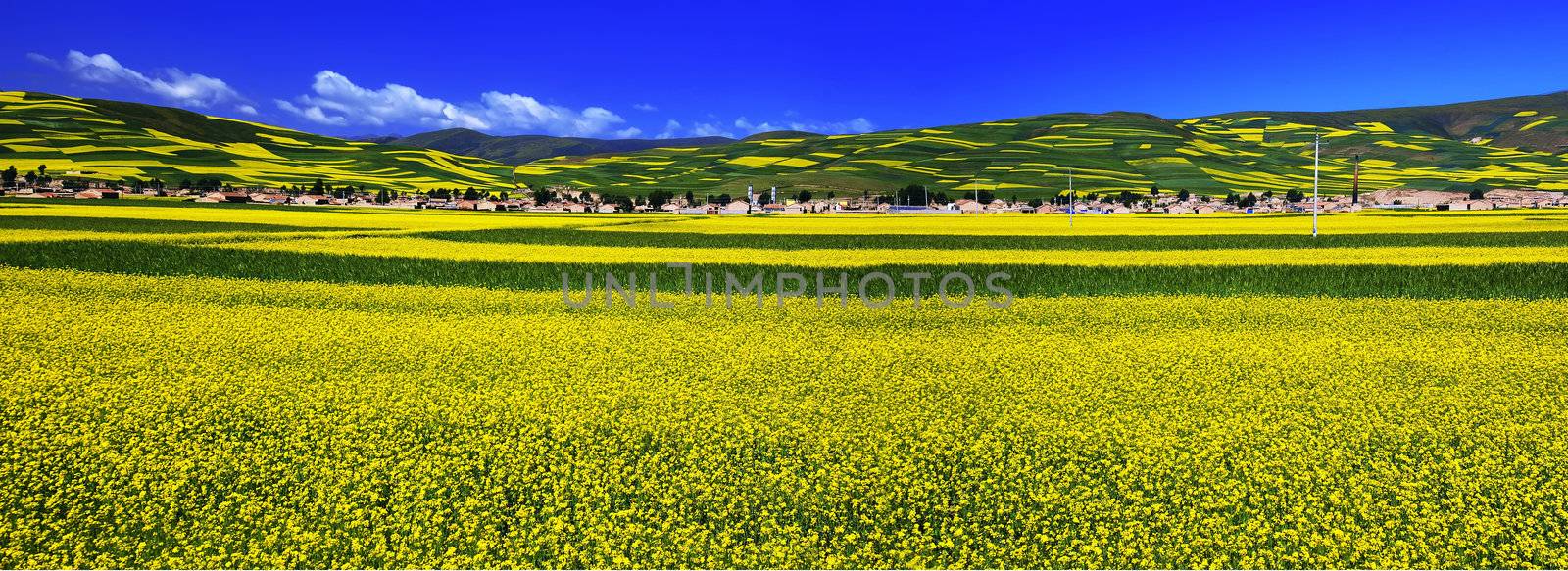 Valley and yellow field with oil seed rape in summe