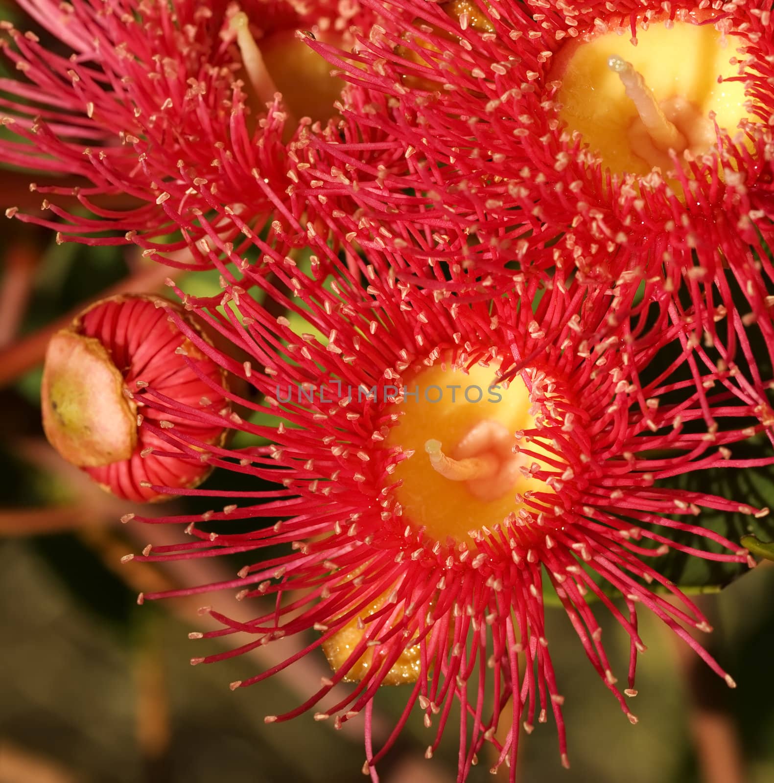 red flowers gum tree eucalyptus phytocarpa australian native by sherj