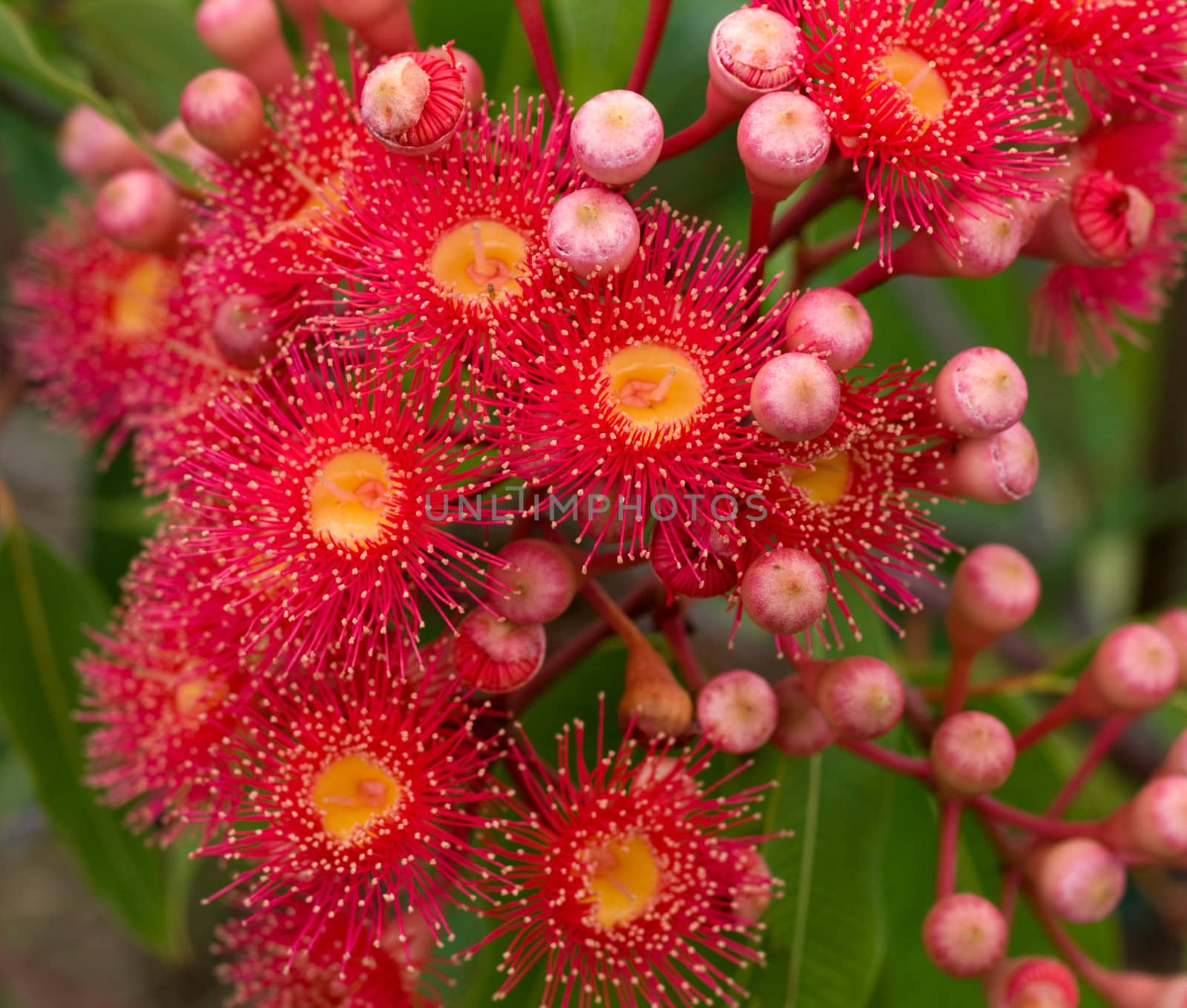 red flowers gum tree eucalyptus phytocarpa hybrid australian nat by sherj