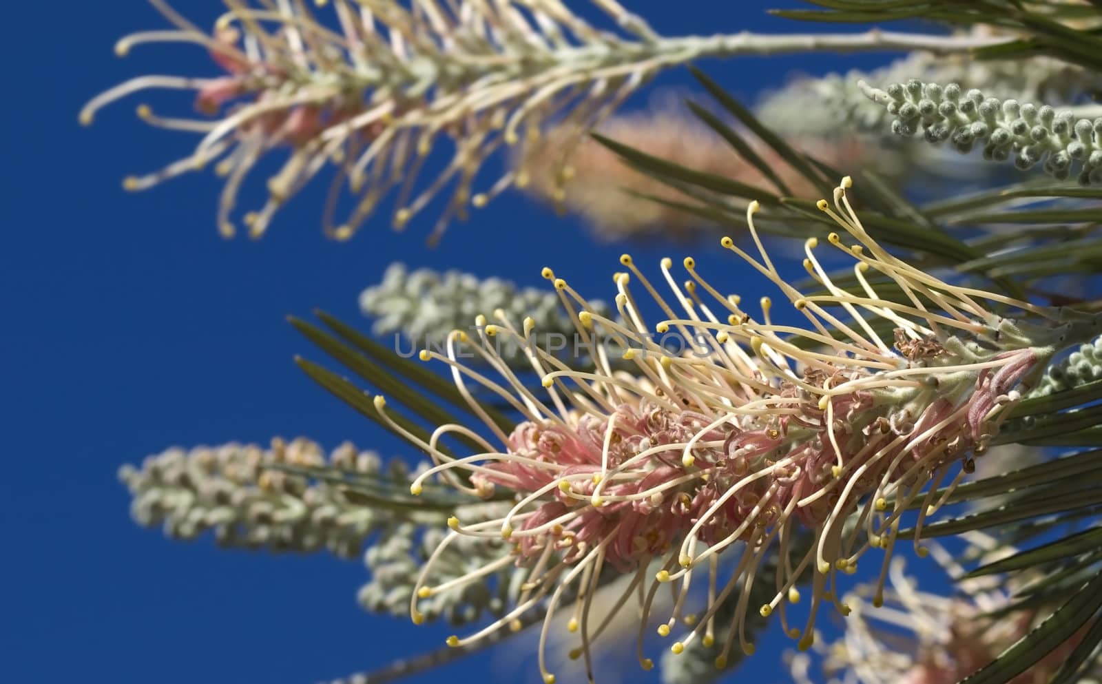 pink flower australia grevillea australian native plant by sherj