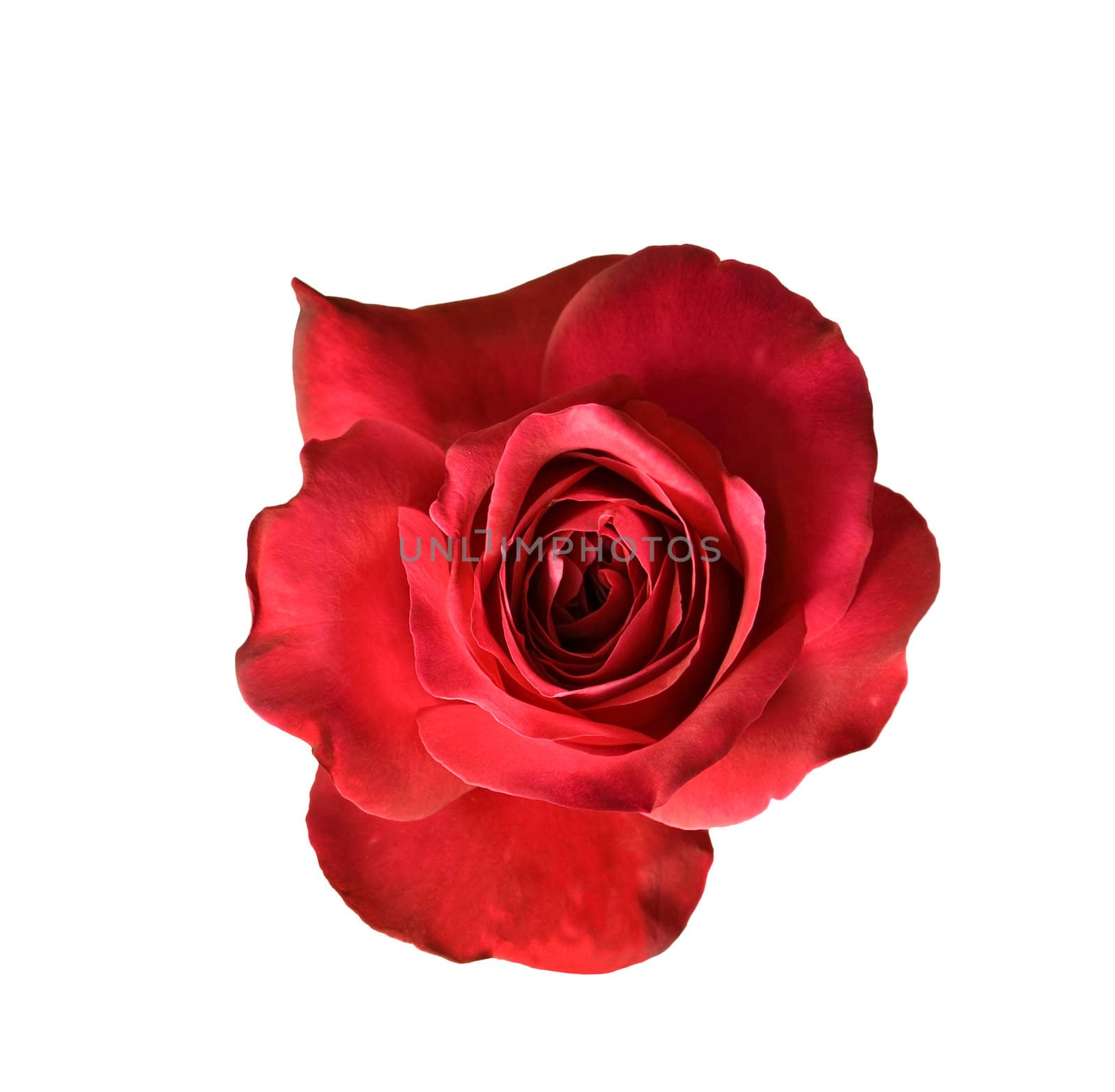 red rose flower blossom isolated on white background