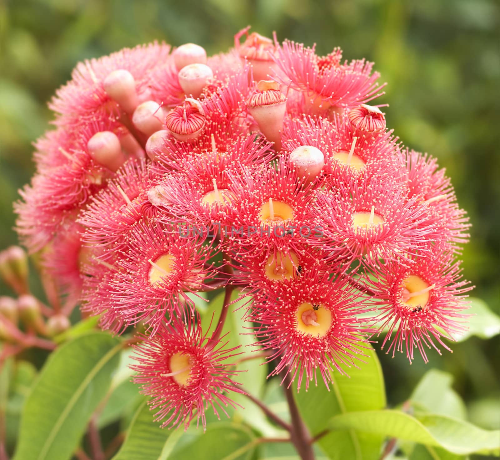 pink red flowers gum tree eucalyptus phytocarpa  by sherj