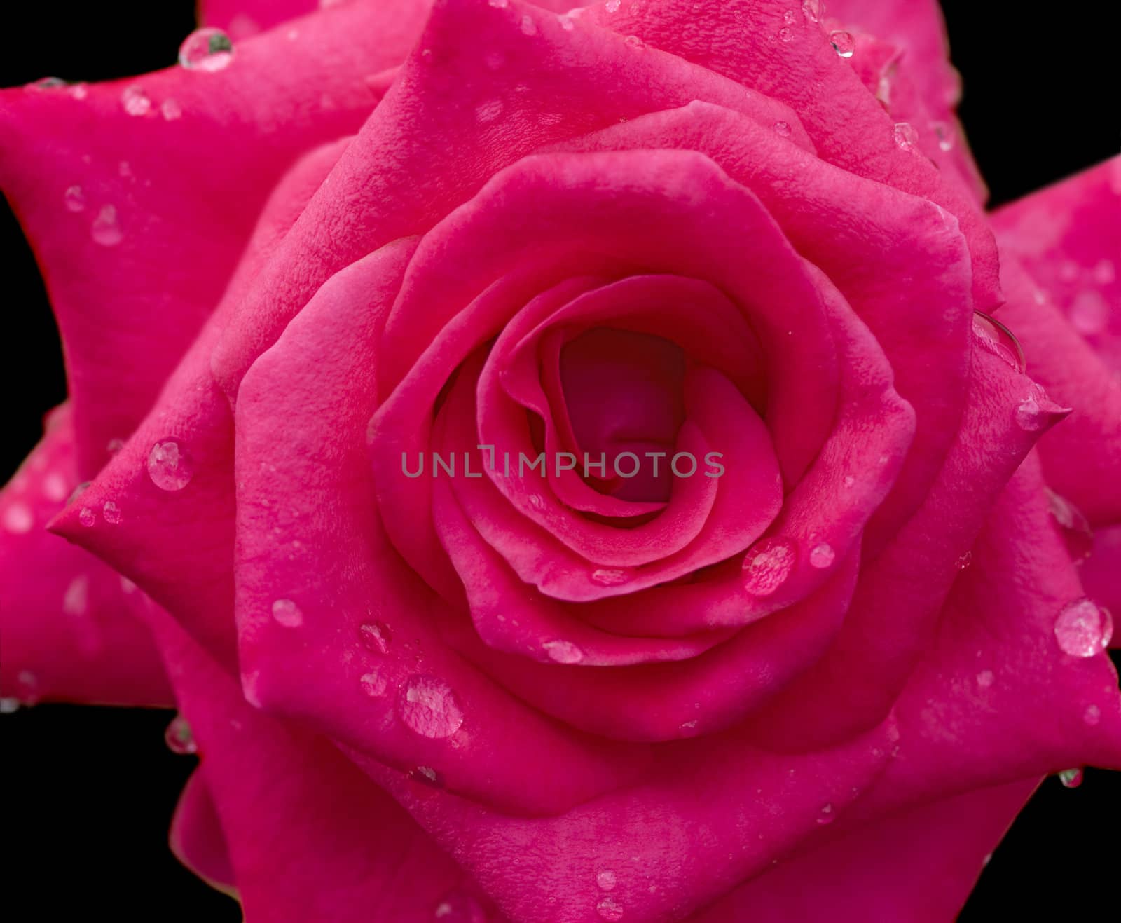 fresh raindrops dew on red rose flower blossom on black