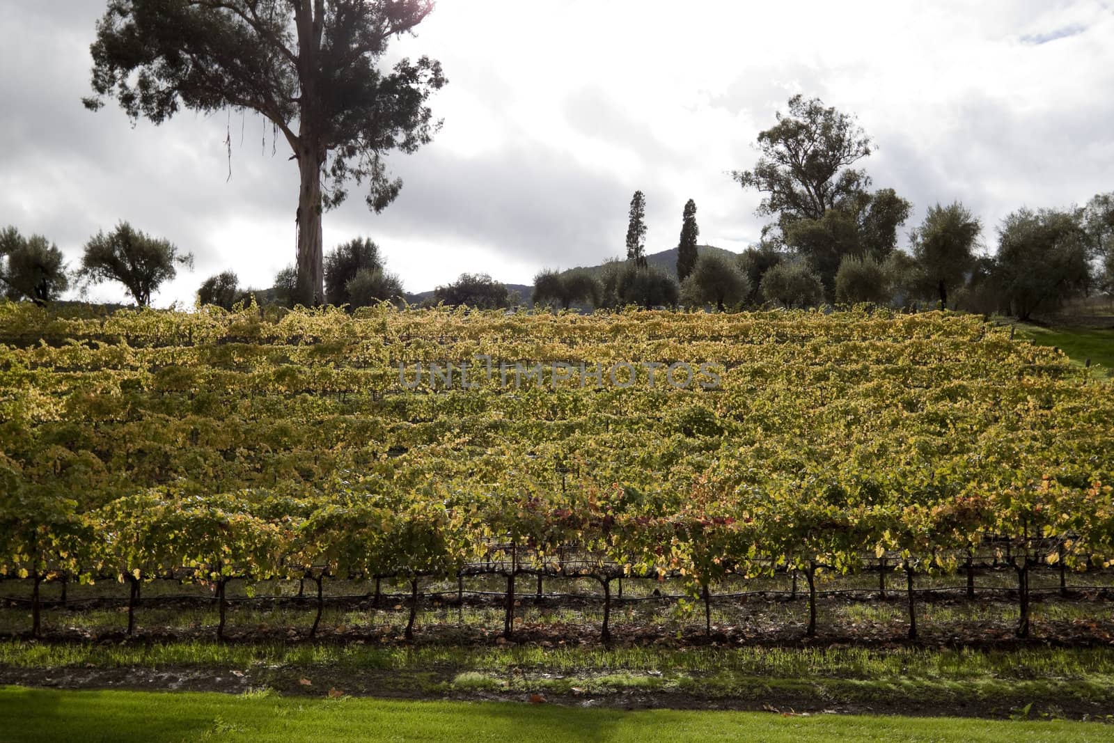 A bunch of grape vines on the side of a hill