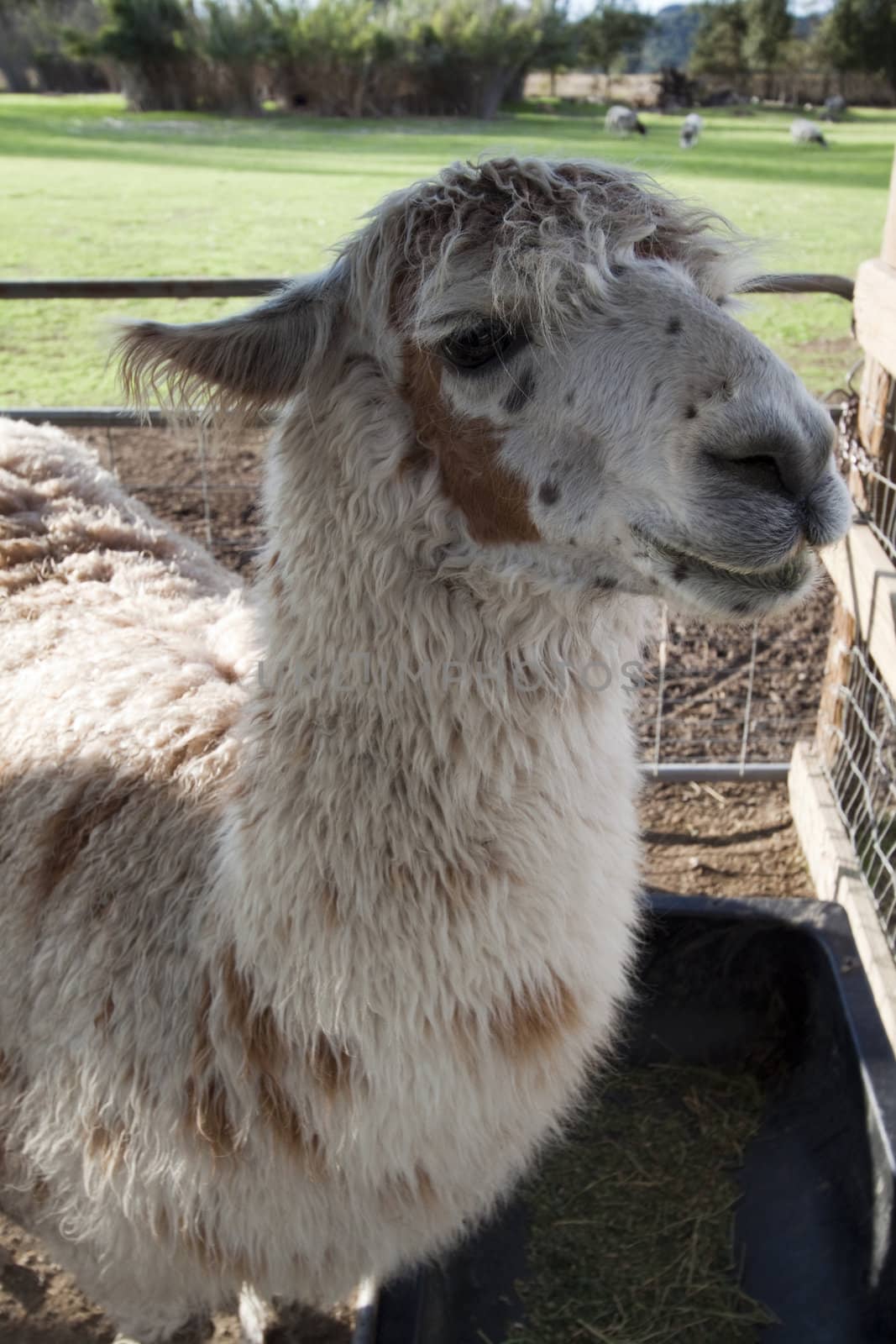 A close up of a llama that seems to be smiling