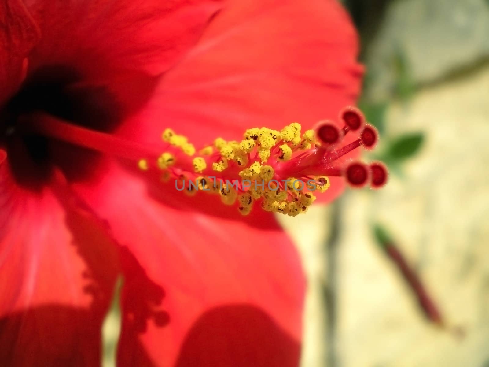 red hibiscus with yellow pistil    