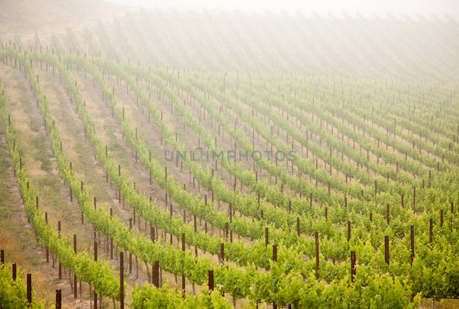 Beautiful Lush Grape Vineyard In The Morning Mist and Sun with Room for Your Own Text.