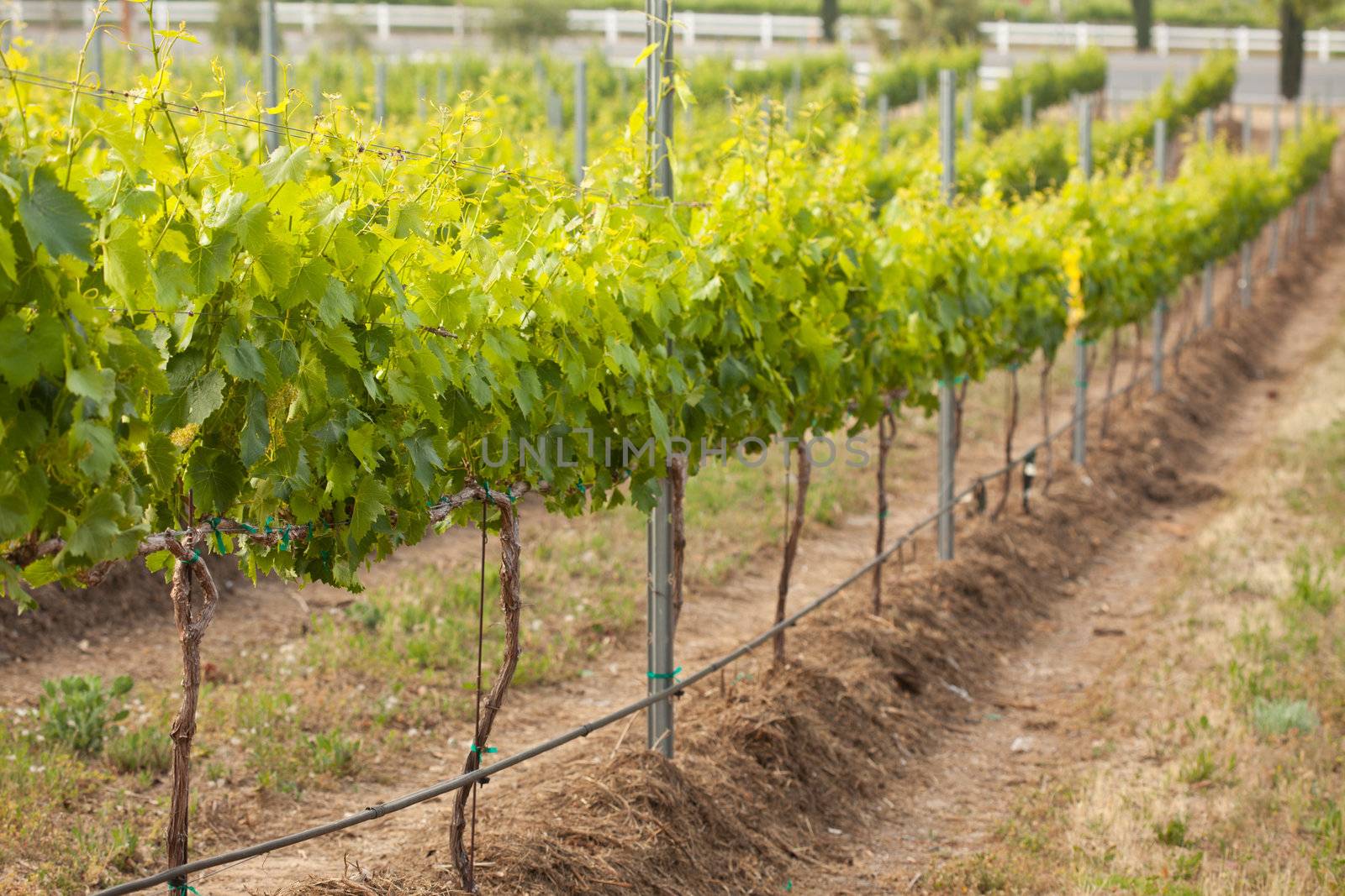 Beautiful Lush Grape Vineyard In The Morning Mist and Sun with Room for Your Own Text.