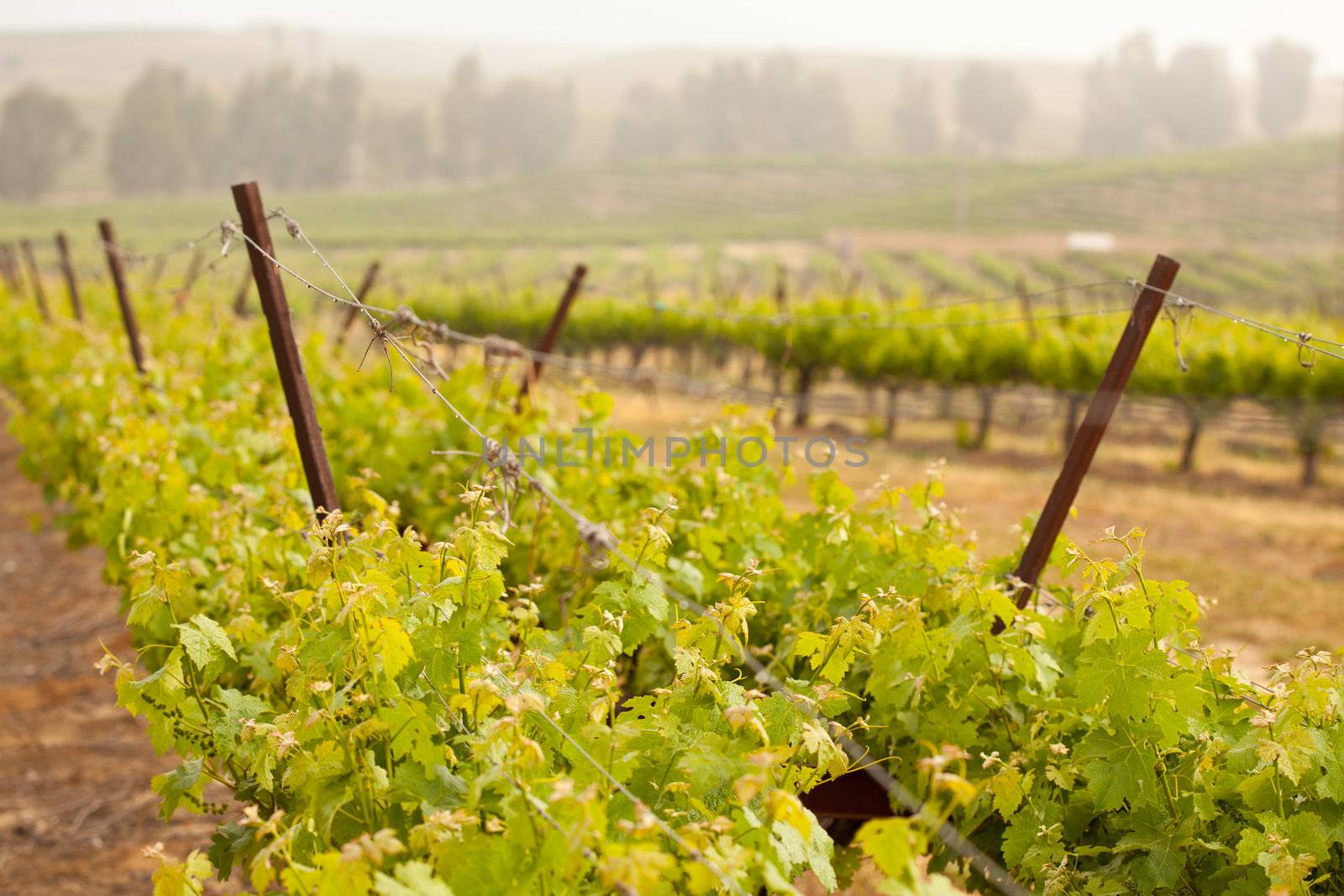Beautiful Lush Grape Vineyard In The Morning Mist and Sun with Room for Your Own Text.