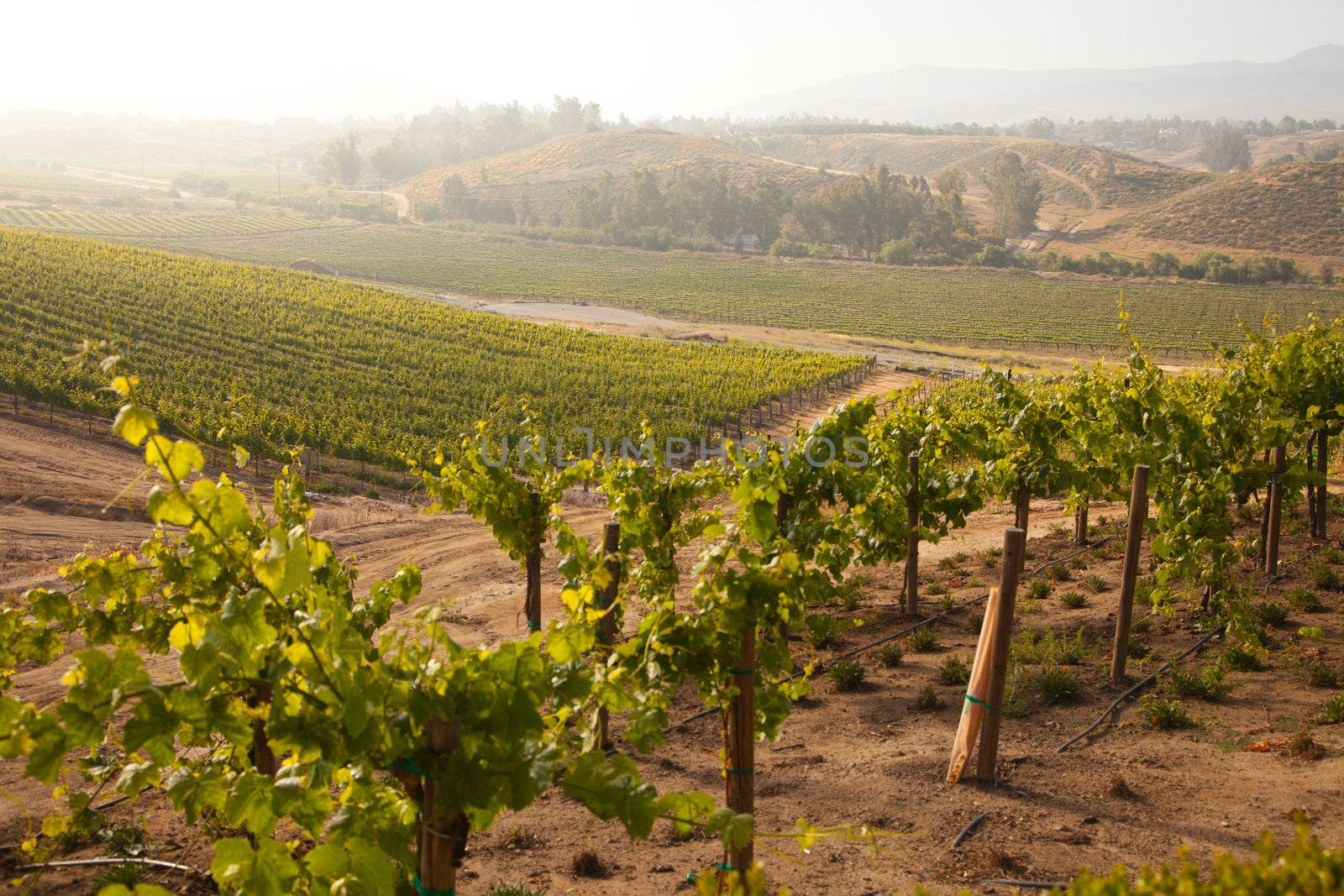 Beautiful Lush Grape Vineyard In The Morning Mist and Sun with Room for Your Own Text.