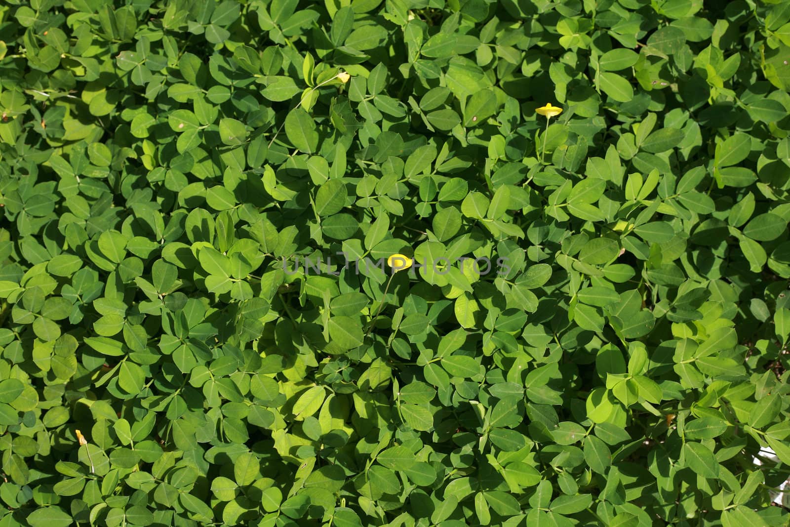 green leaves background by dacasdo