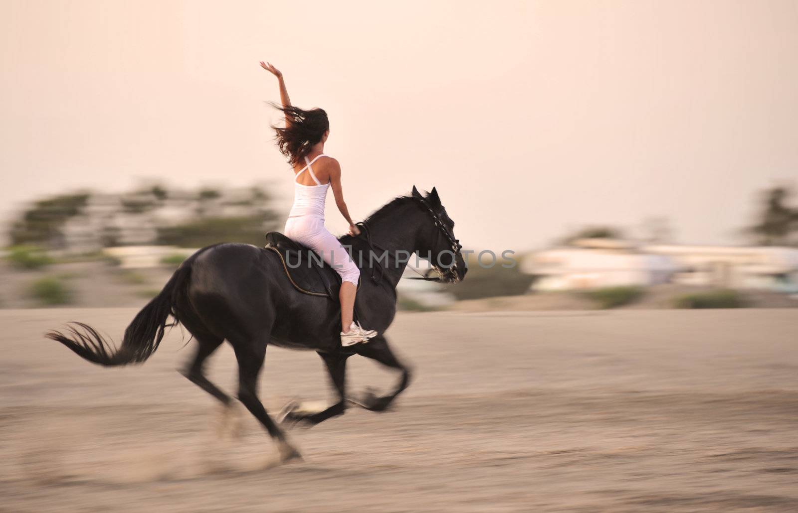 galloping horse by cynoclub