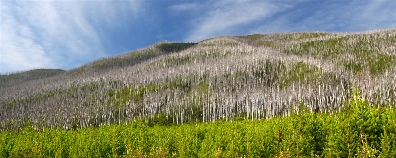 Small pines emerge in the wake of a forest fire in the Flathead National Forest of Montana.