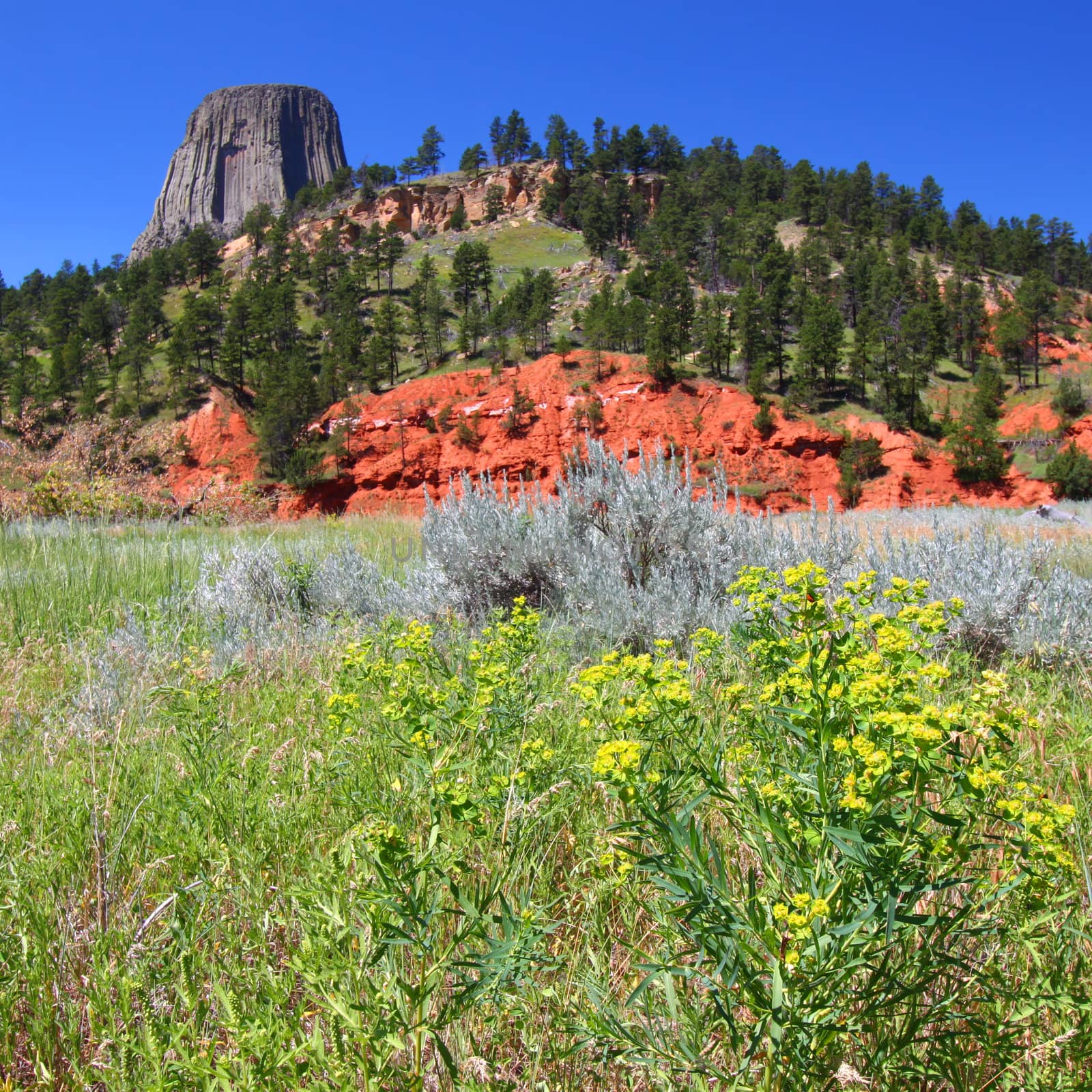 Devils Tower National Monument rises over a field of flowers in Wyoming.