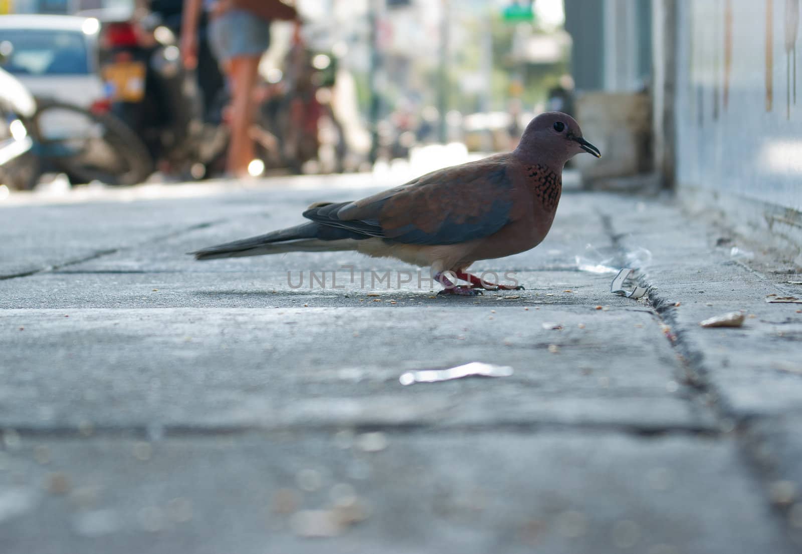 Close details of a city pigeon standing in the street square