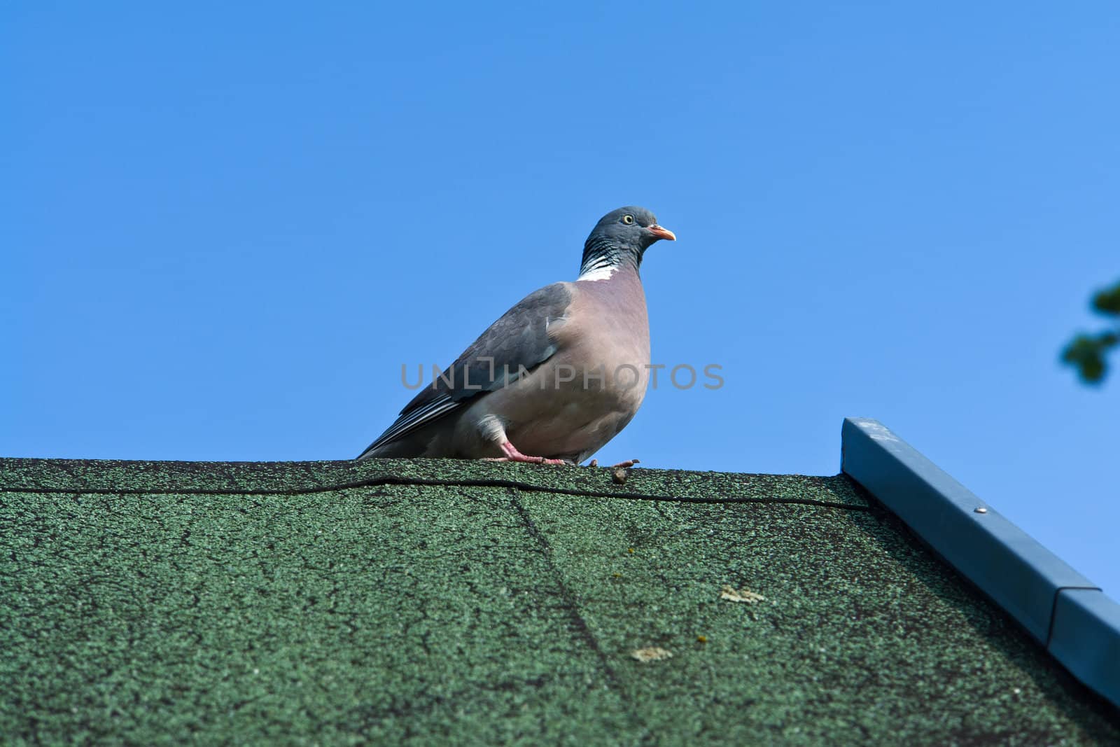 Close view of a city pigeon standing on a roof of building