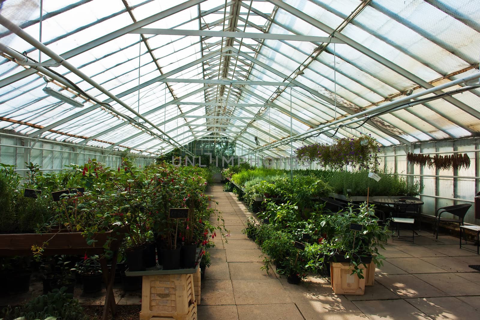 Inside a plastic covered horticulture greenhouse of garden center selling flowers and plants