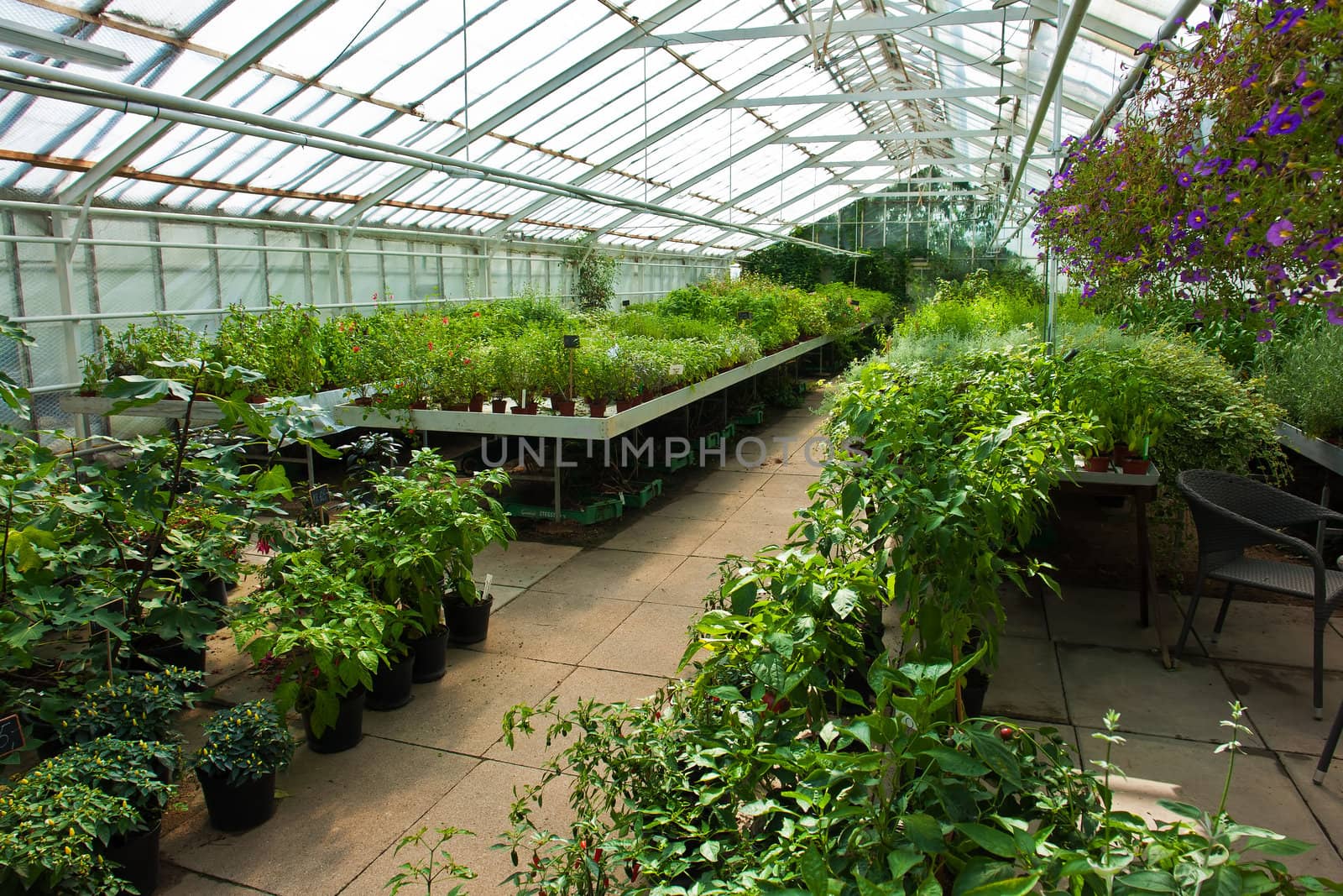 Inside a plastic covered horticulture greenhouse of garden center selling flowers and plants