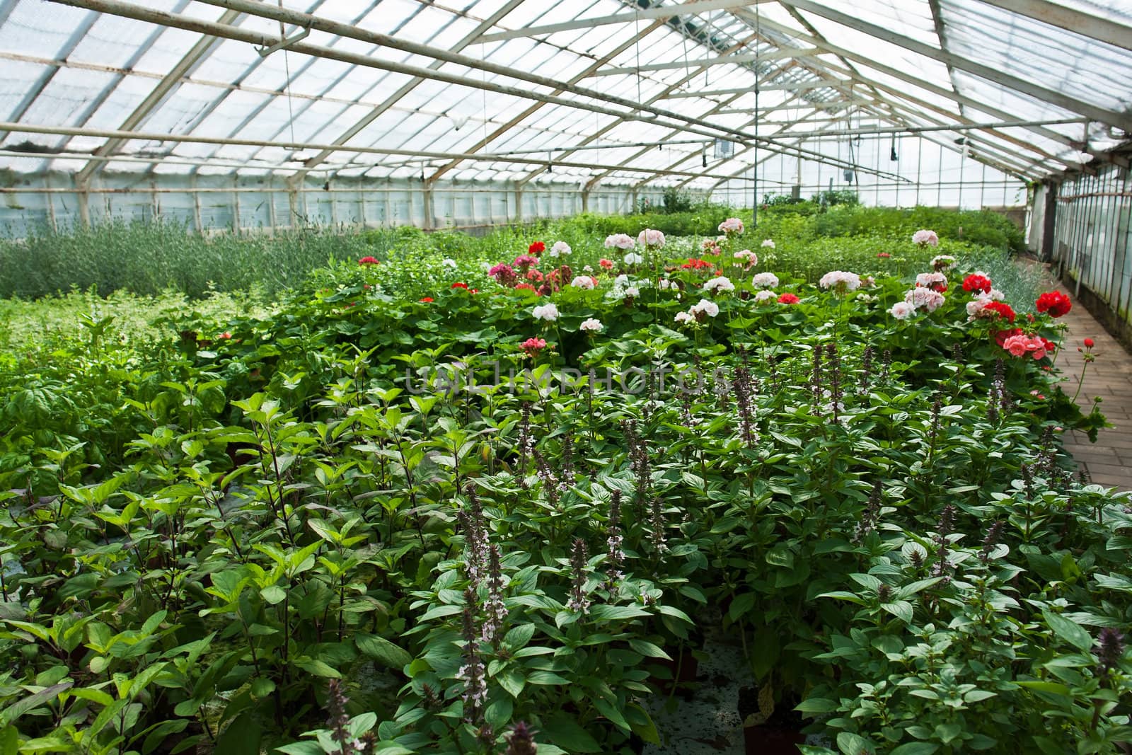 Inside a plastic covered horticulture greenhouse of garden center selling flowers and plants