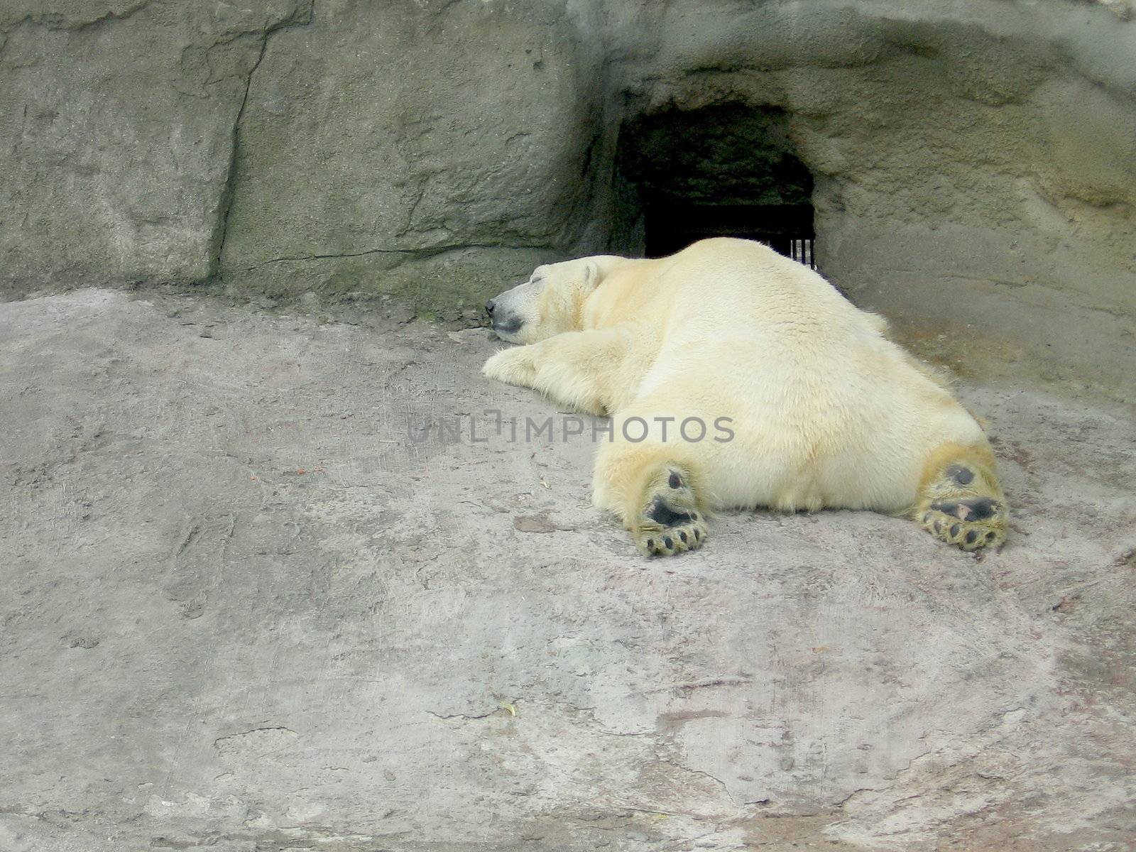 Sleeping white bear by tomatto