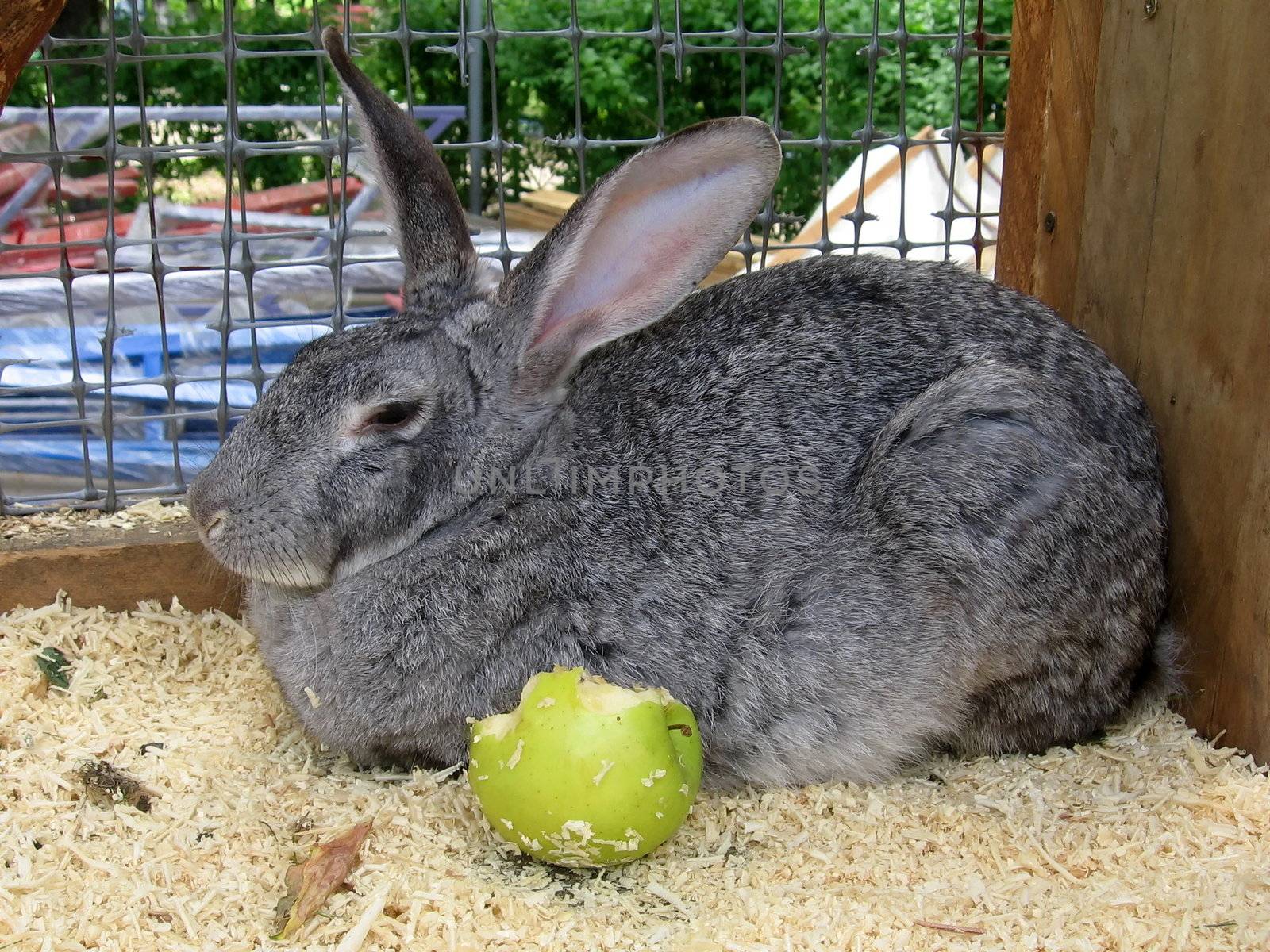 Large gray rabbit sits with the apple in cage